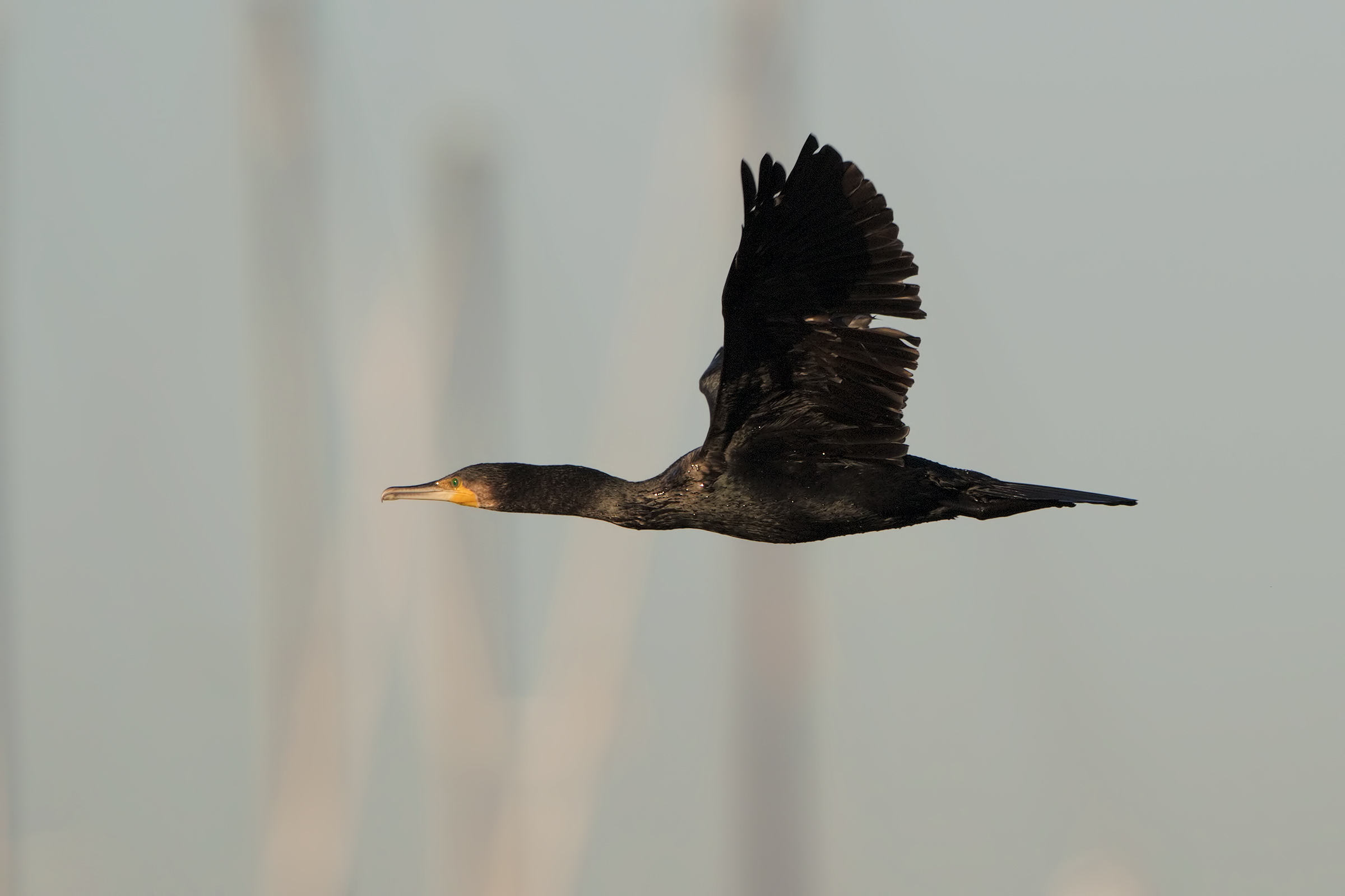 Cormorano