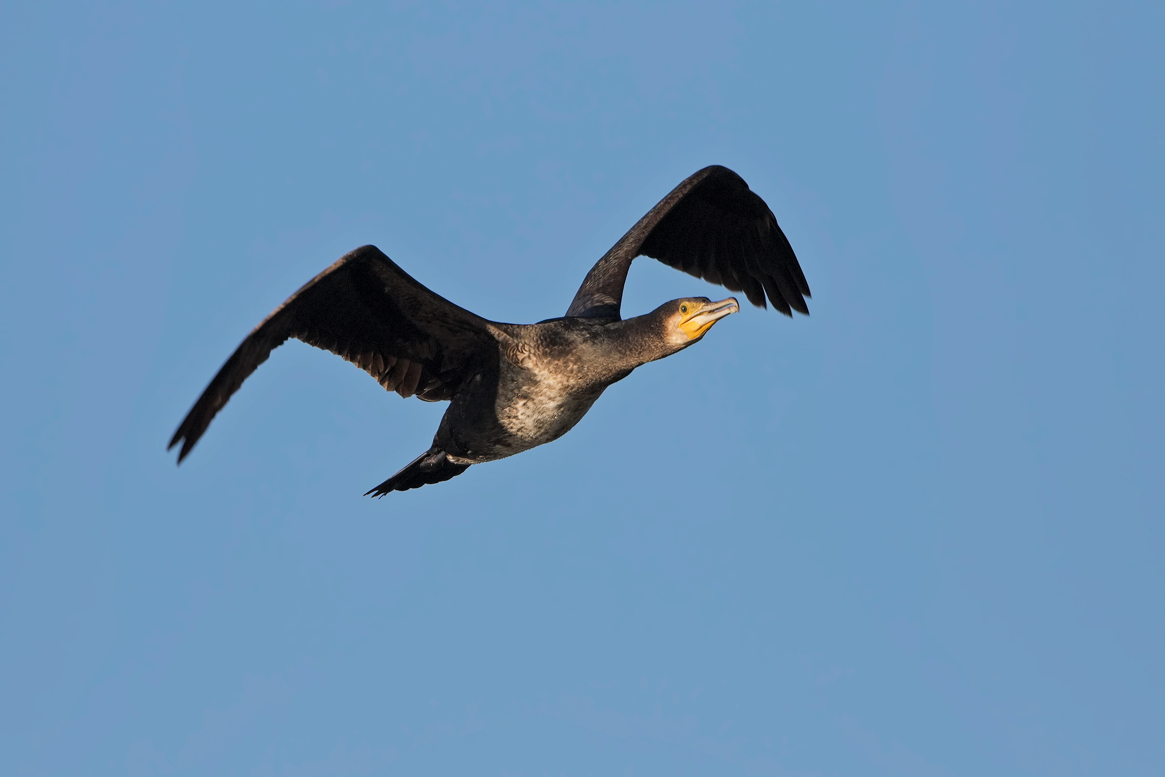 Cormorano