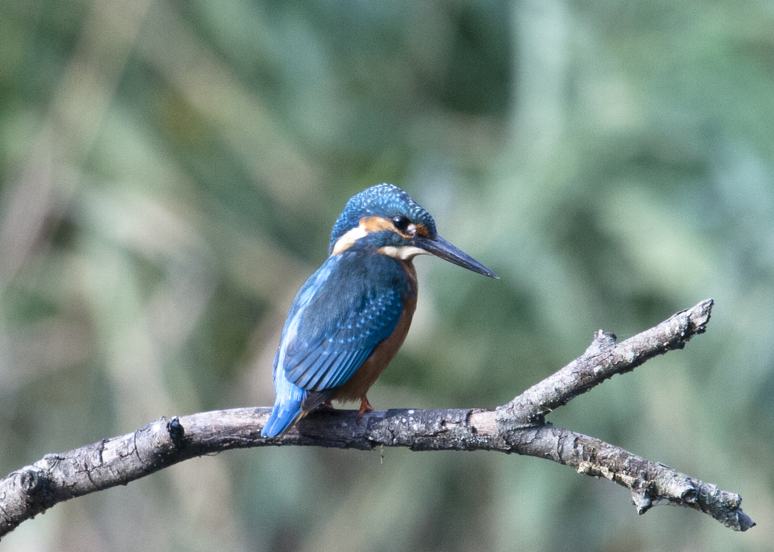 Kingfisher