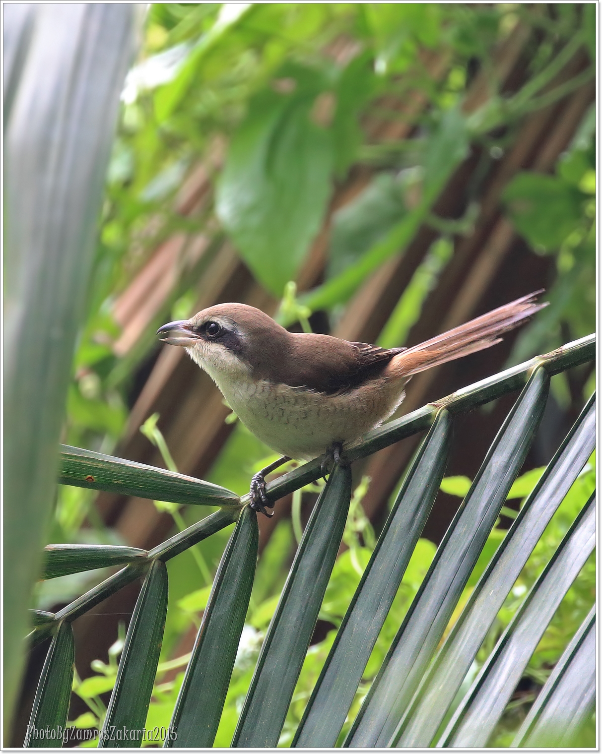 Brown Shrike