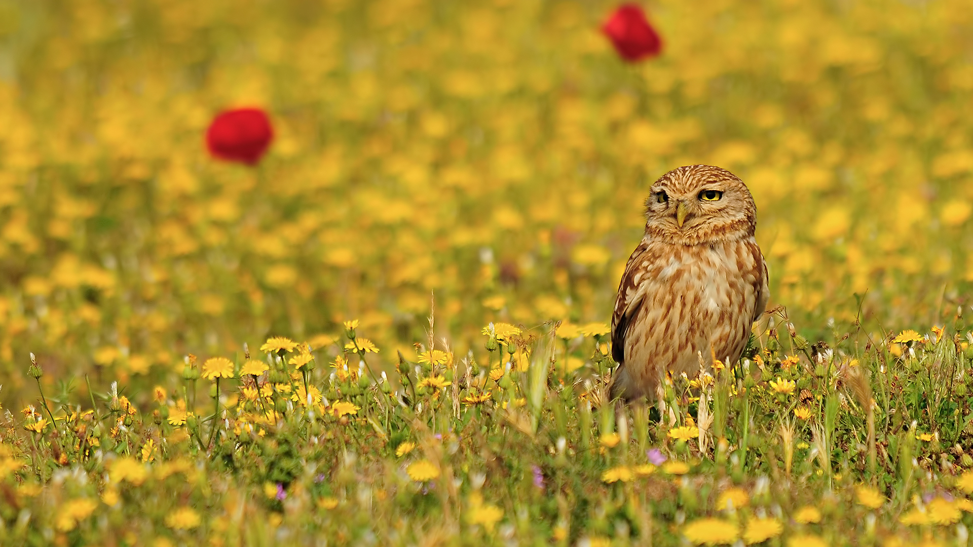 Athene noctua / Civetta
