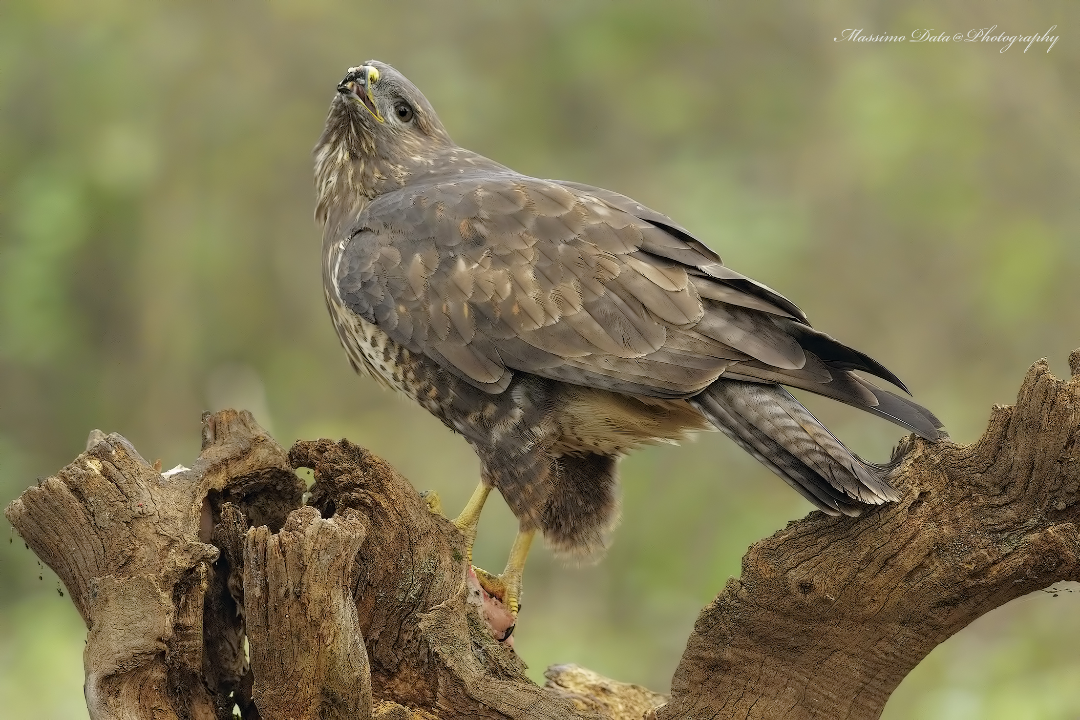 Poiana shelter Skuanature Fontana Gigante Vercelli