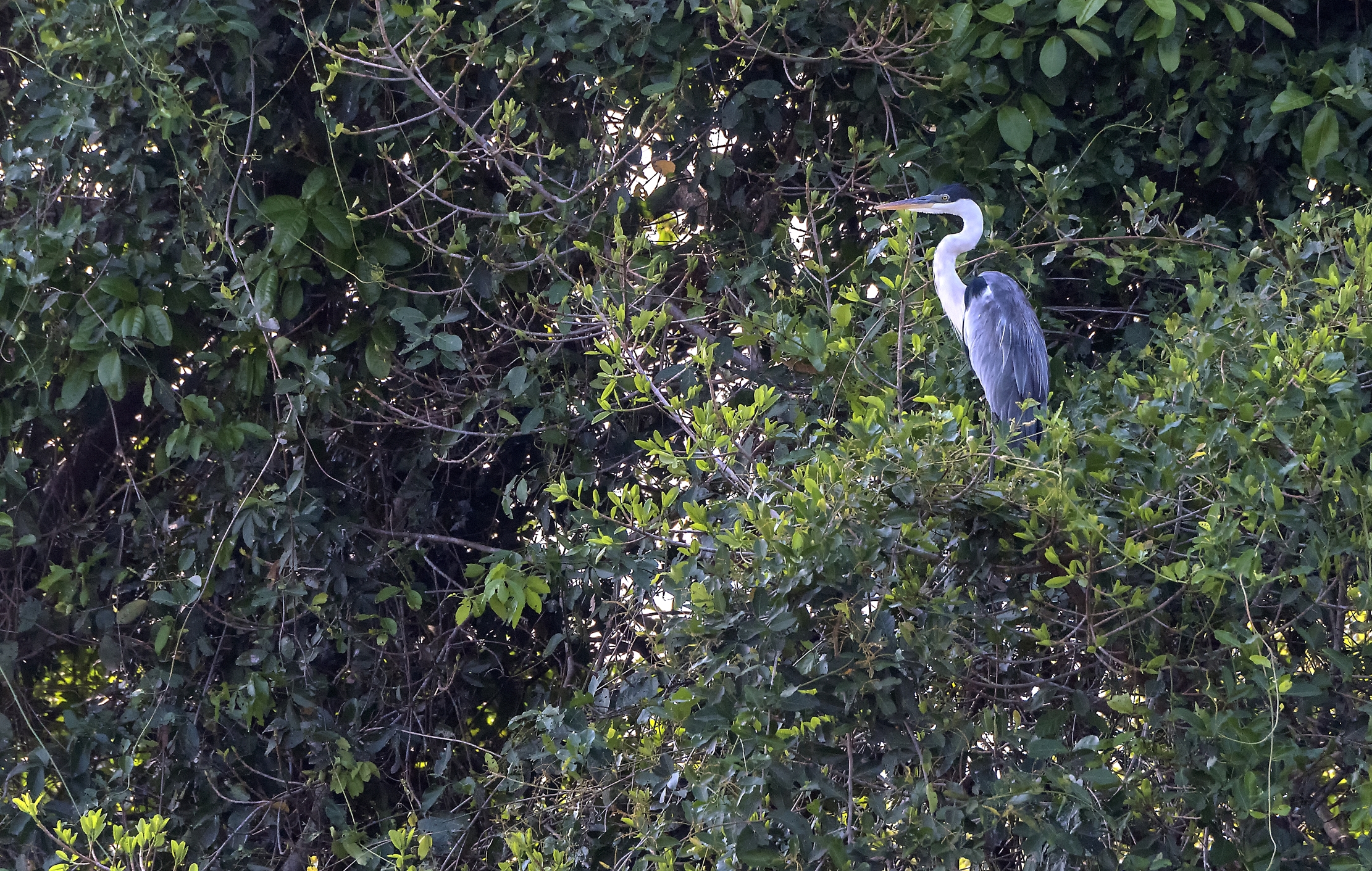 Pantanal 2015 - Airone
