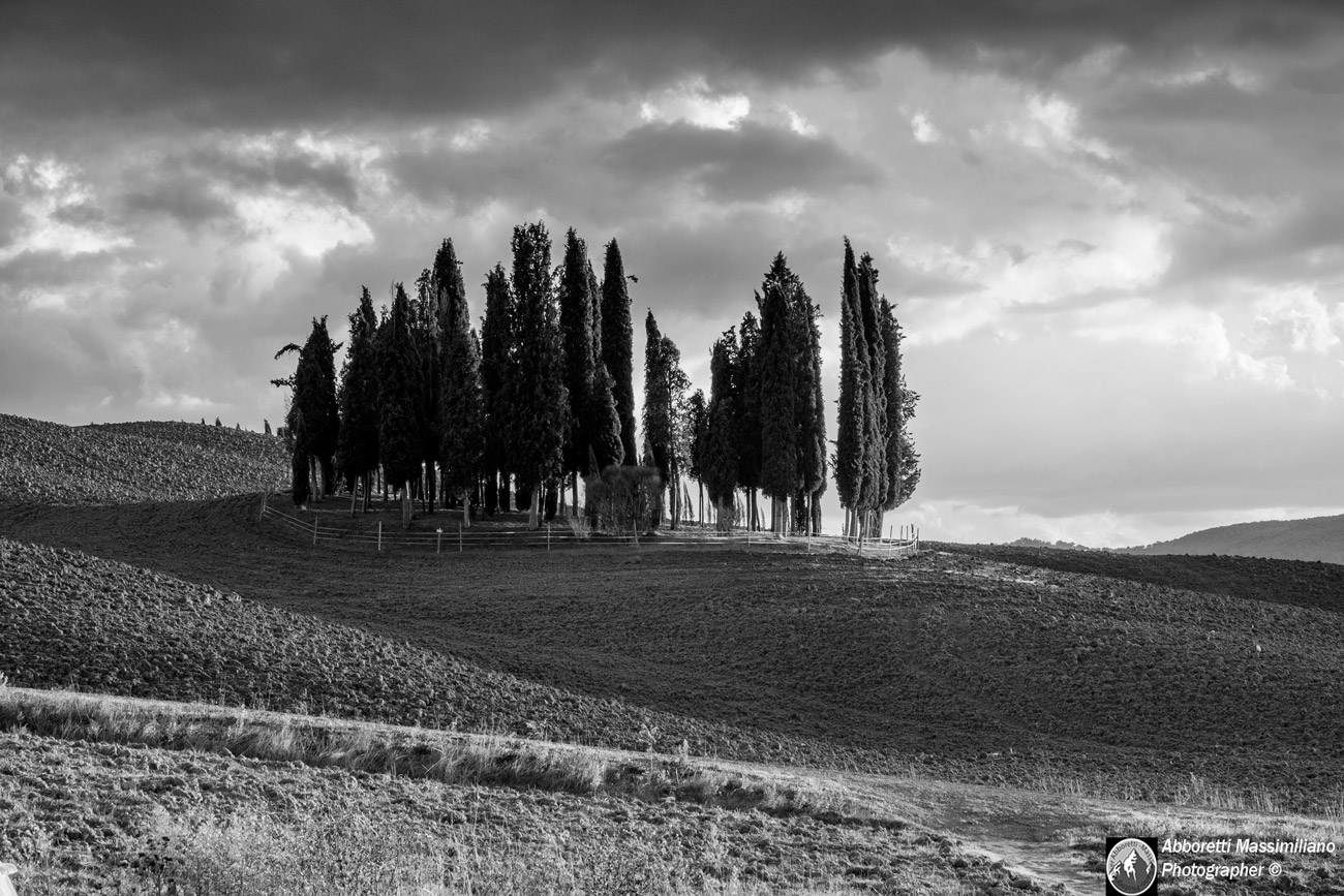San Quirico cypresses