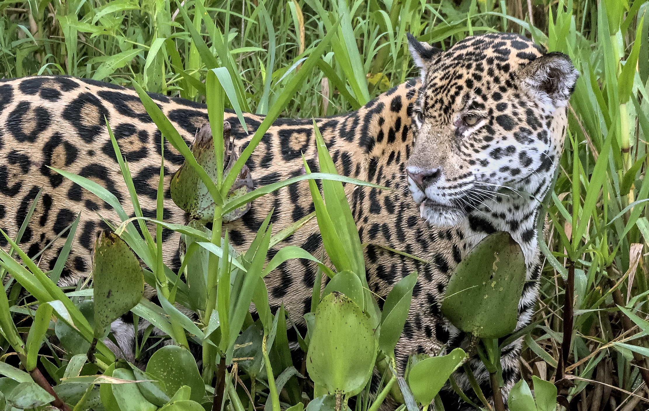 Pantanal 2015 - Jaguar