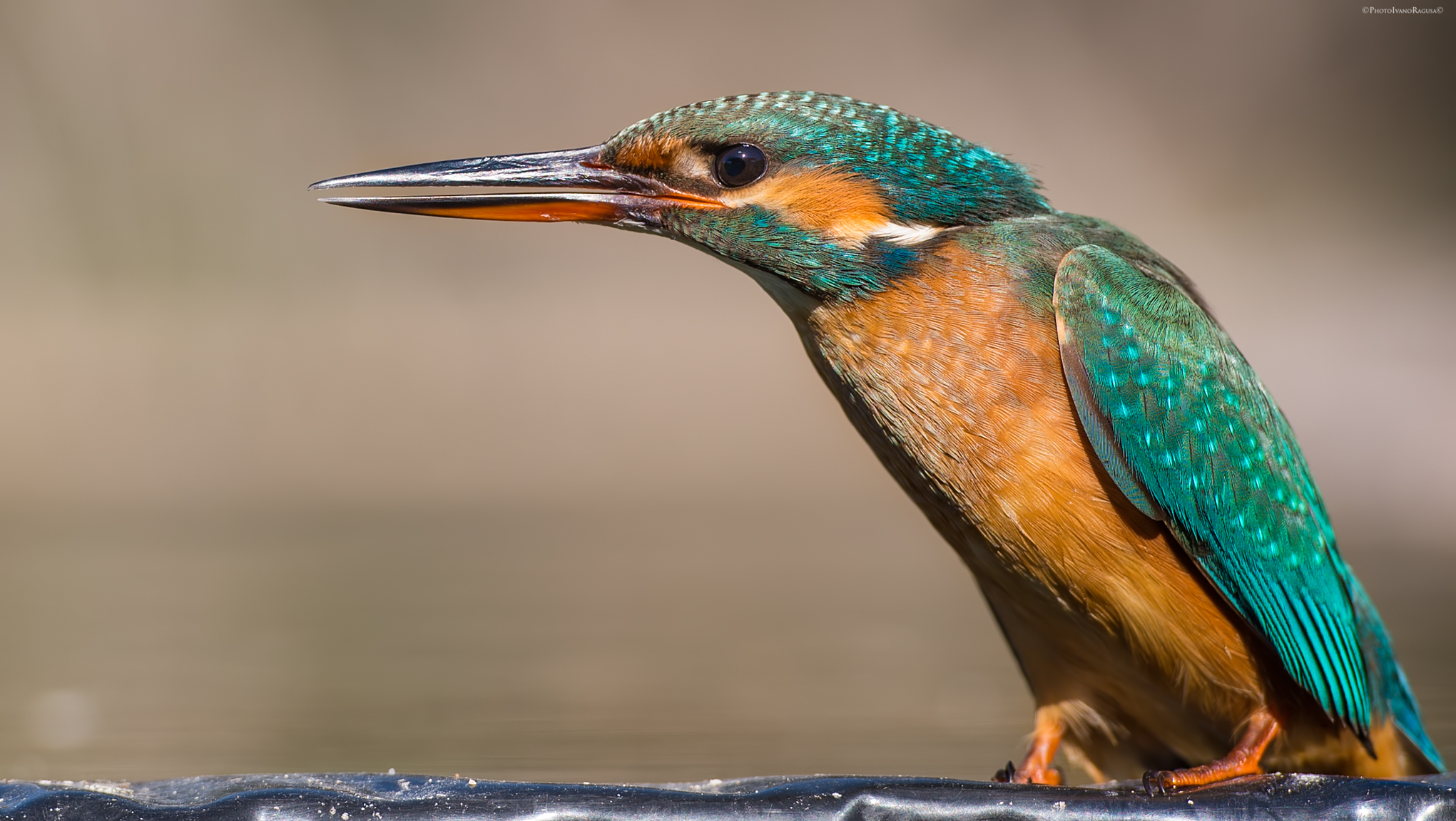 Kingfisher