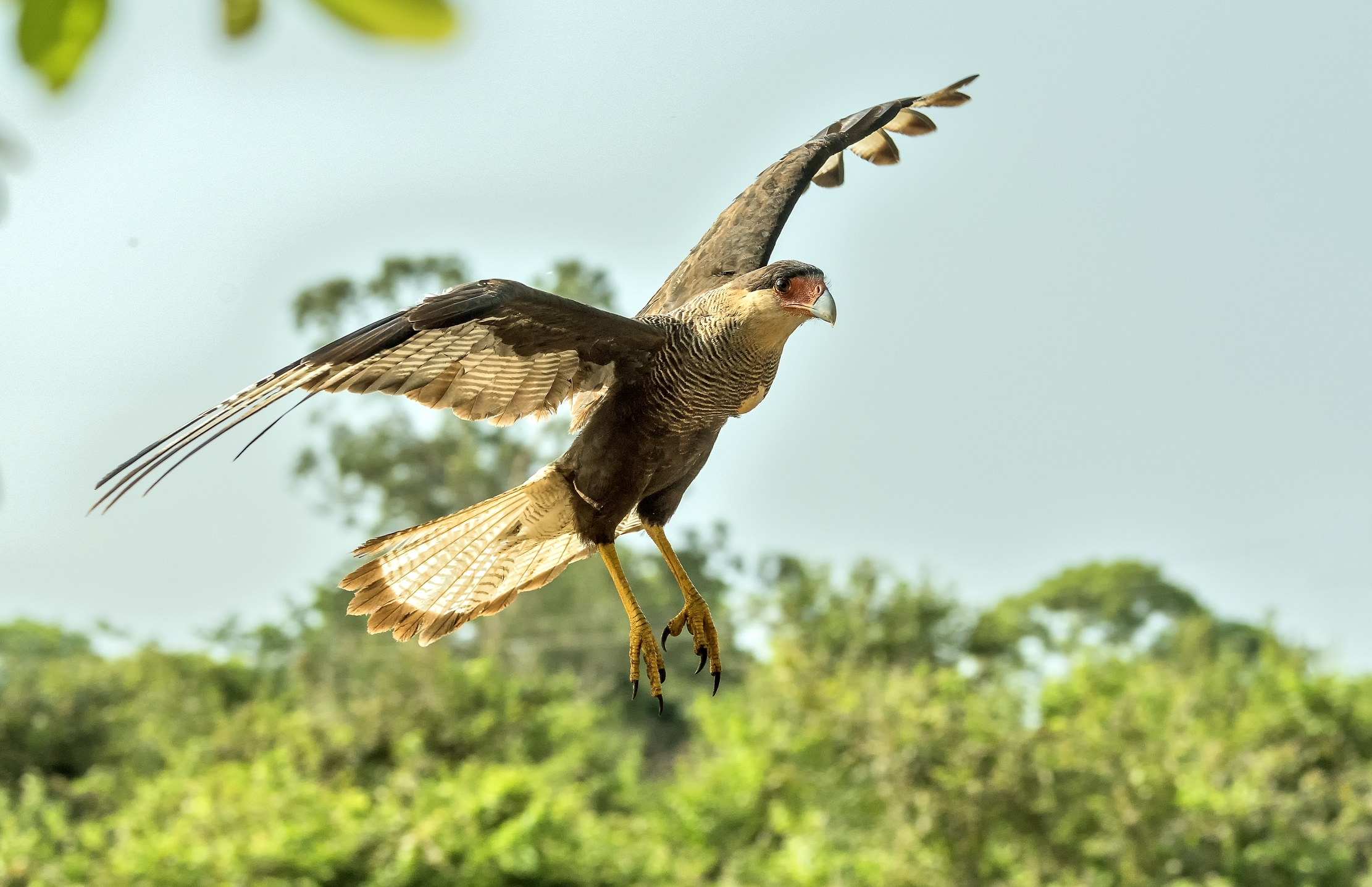 Pantanal 2015 - KaraKara