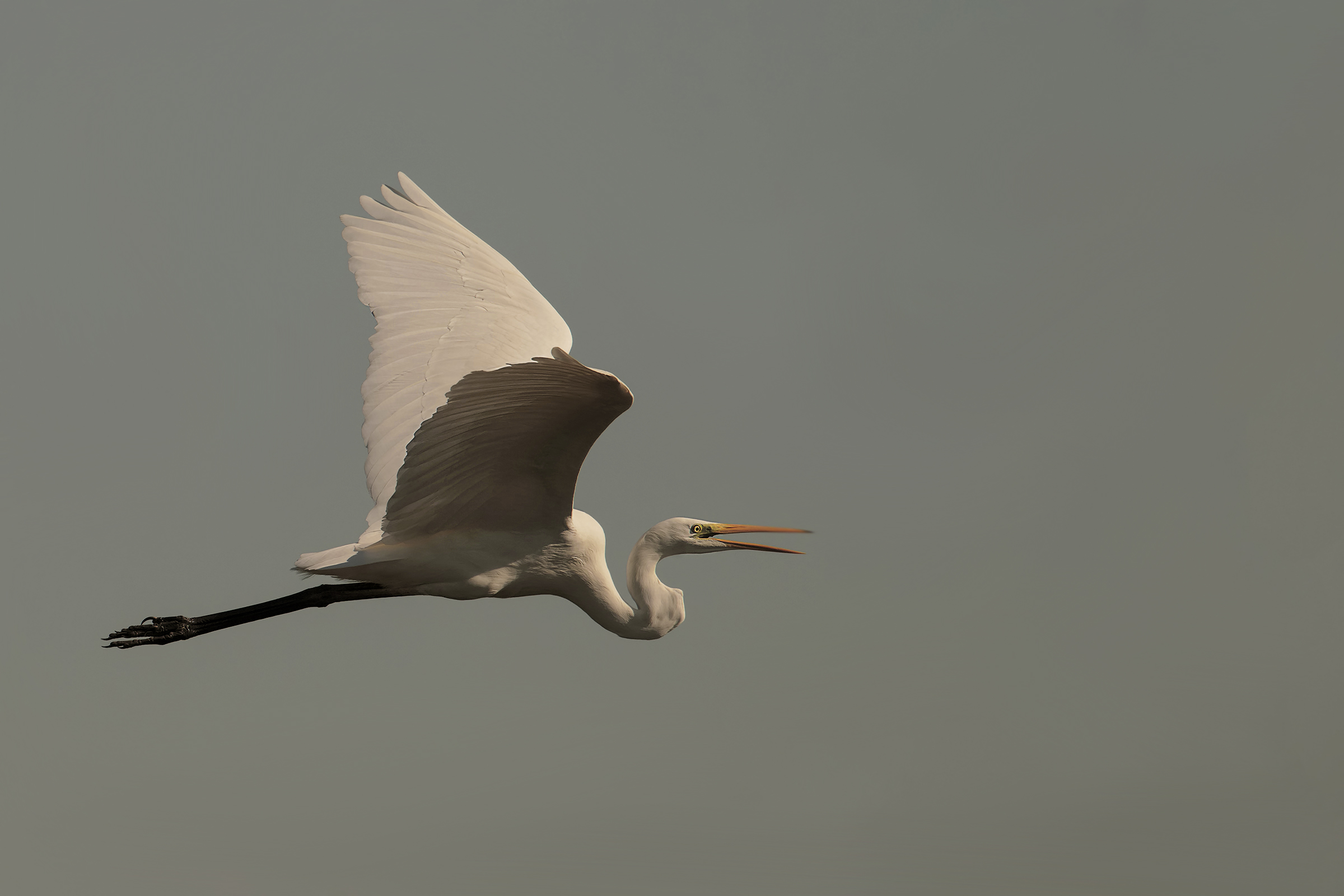 White heron at sunset