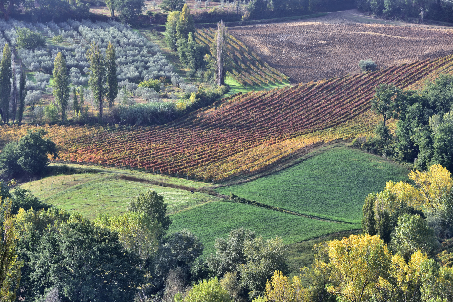 Vigneti in letargo autunnale - Montefalco (Umbria)