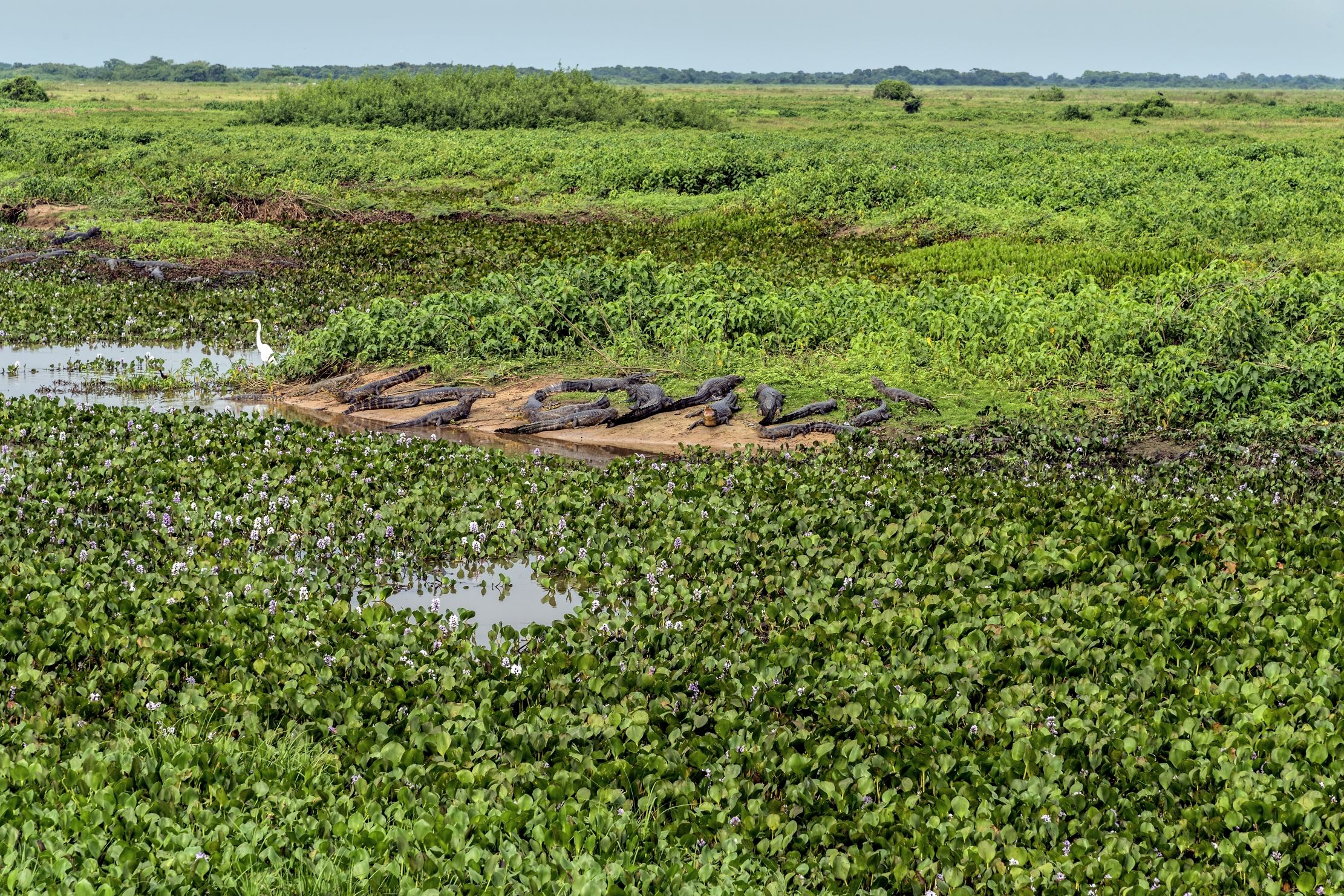 Pantanal 2015 -  Pantanao