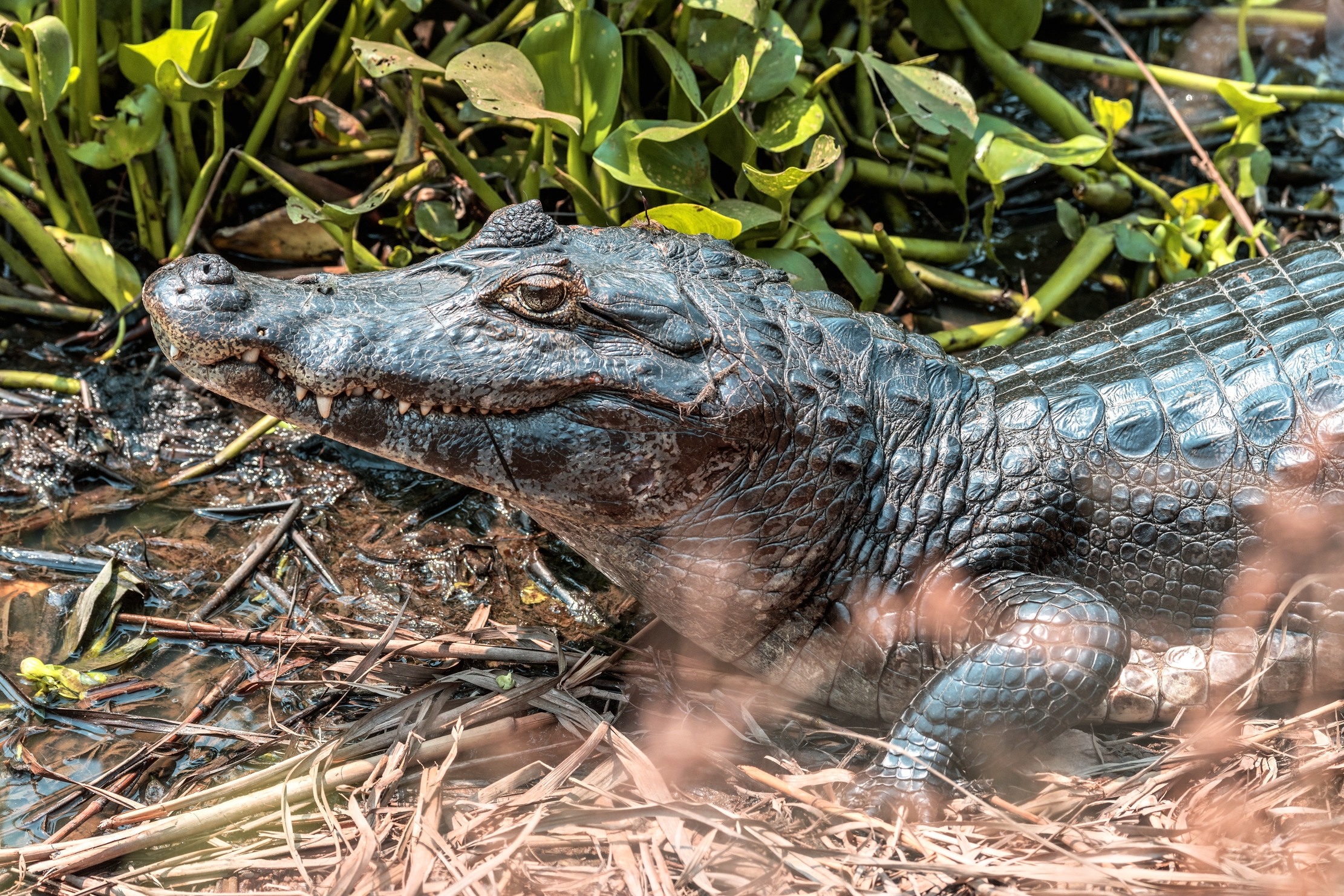 Pantanal 2015 - Caiman