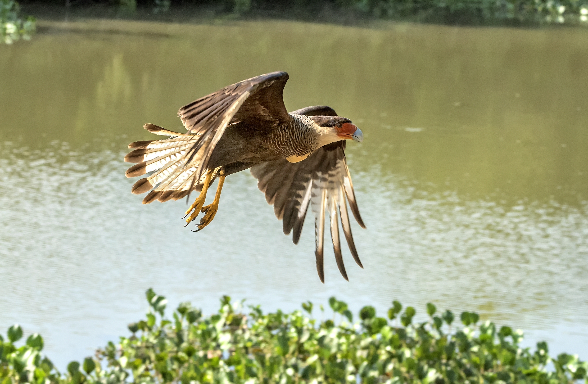 Pantanal 2015 - KaraKara