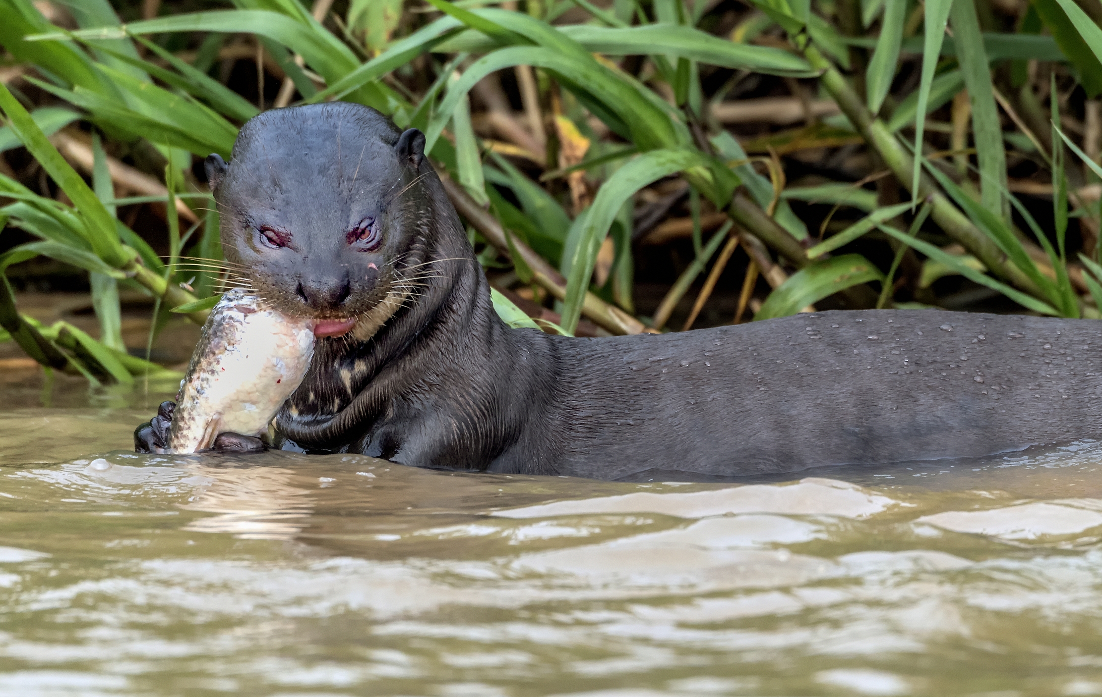 Pantanal 2015 - Lontra gigante