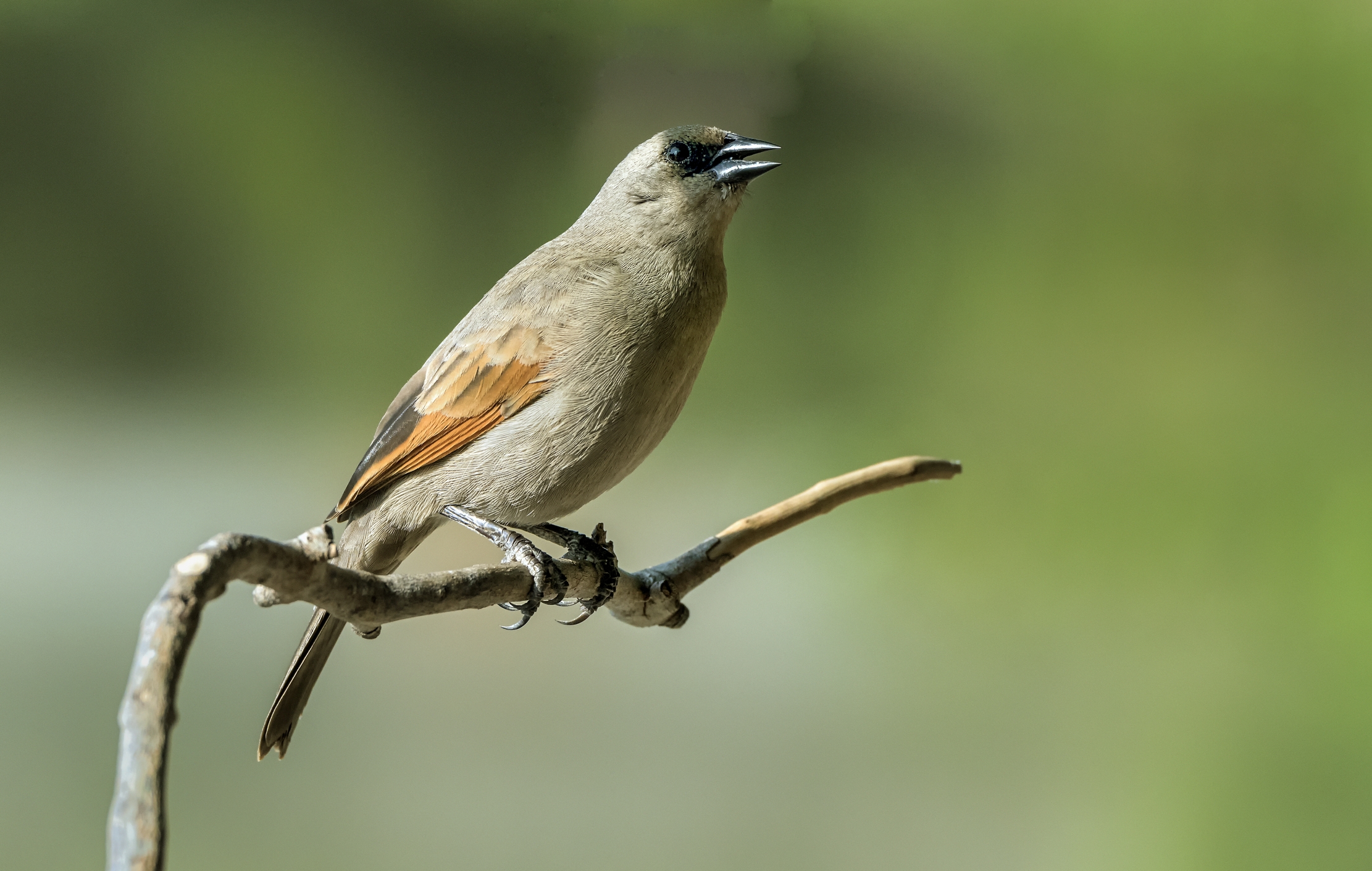Pantanal 2015 - Grayish baywing