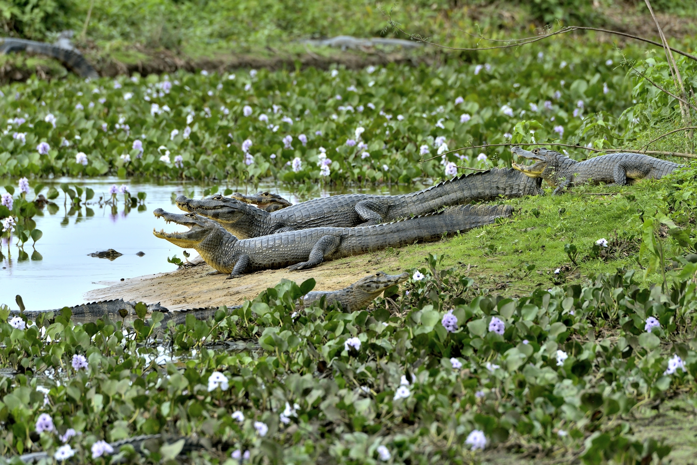 Pantanal 2015 - Caiman