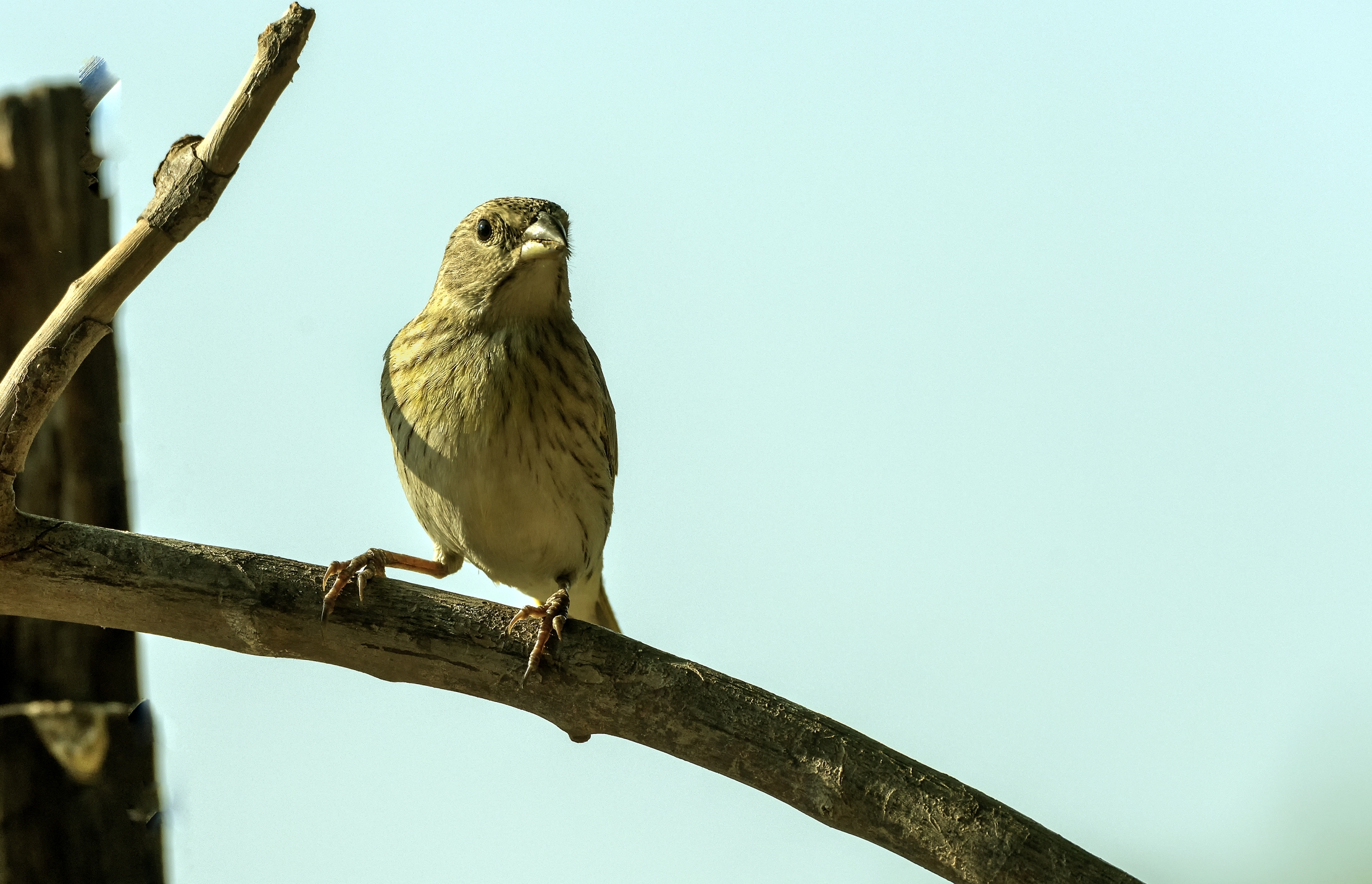 Pantanal 2015 - Grayish baywing