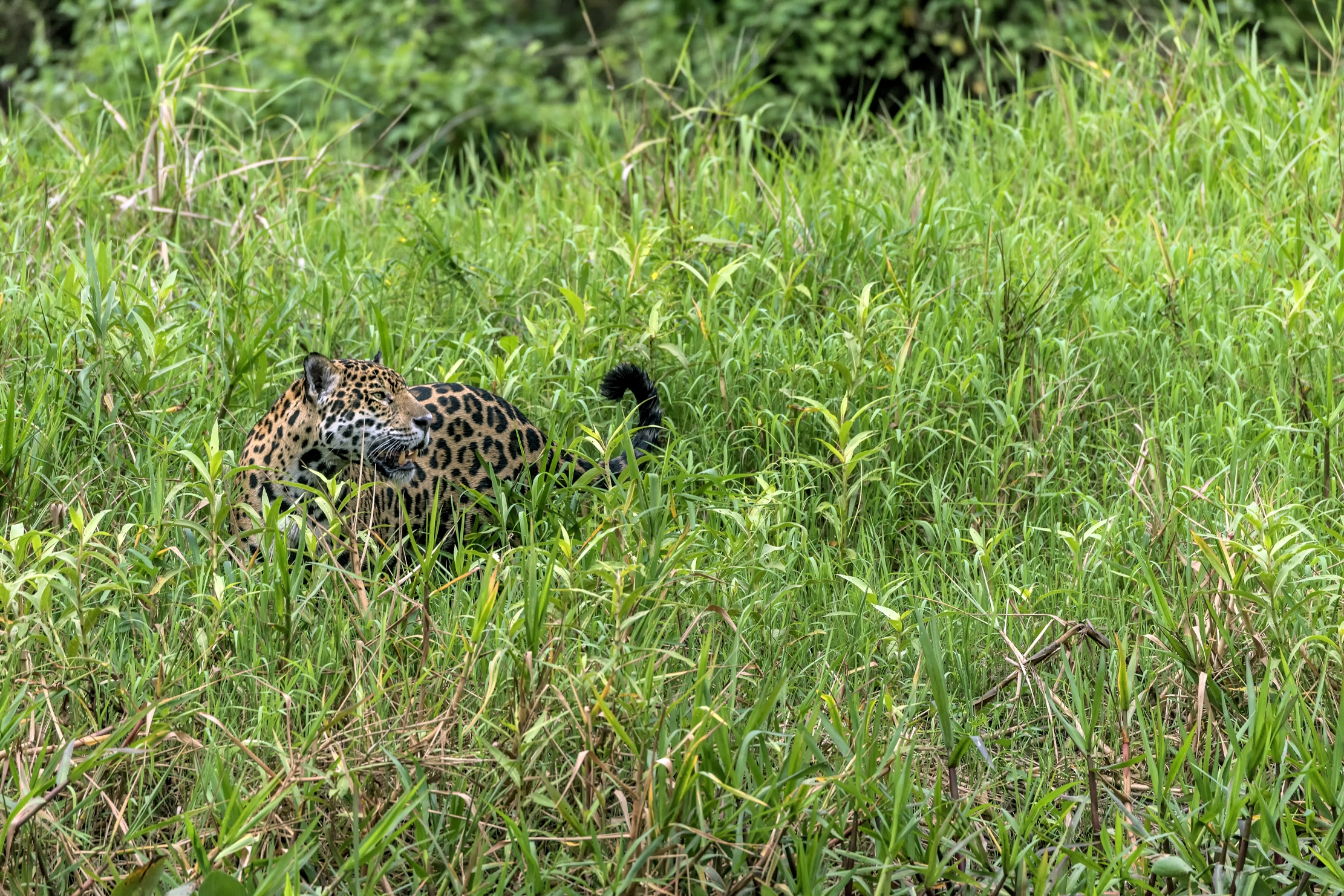 Pantanal 2015 - Jaguar