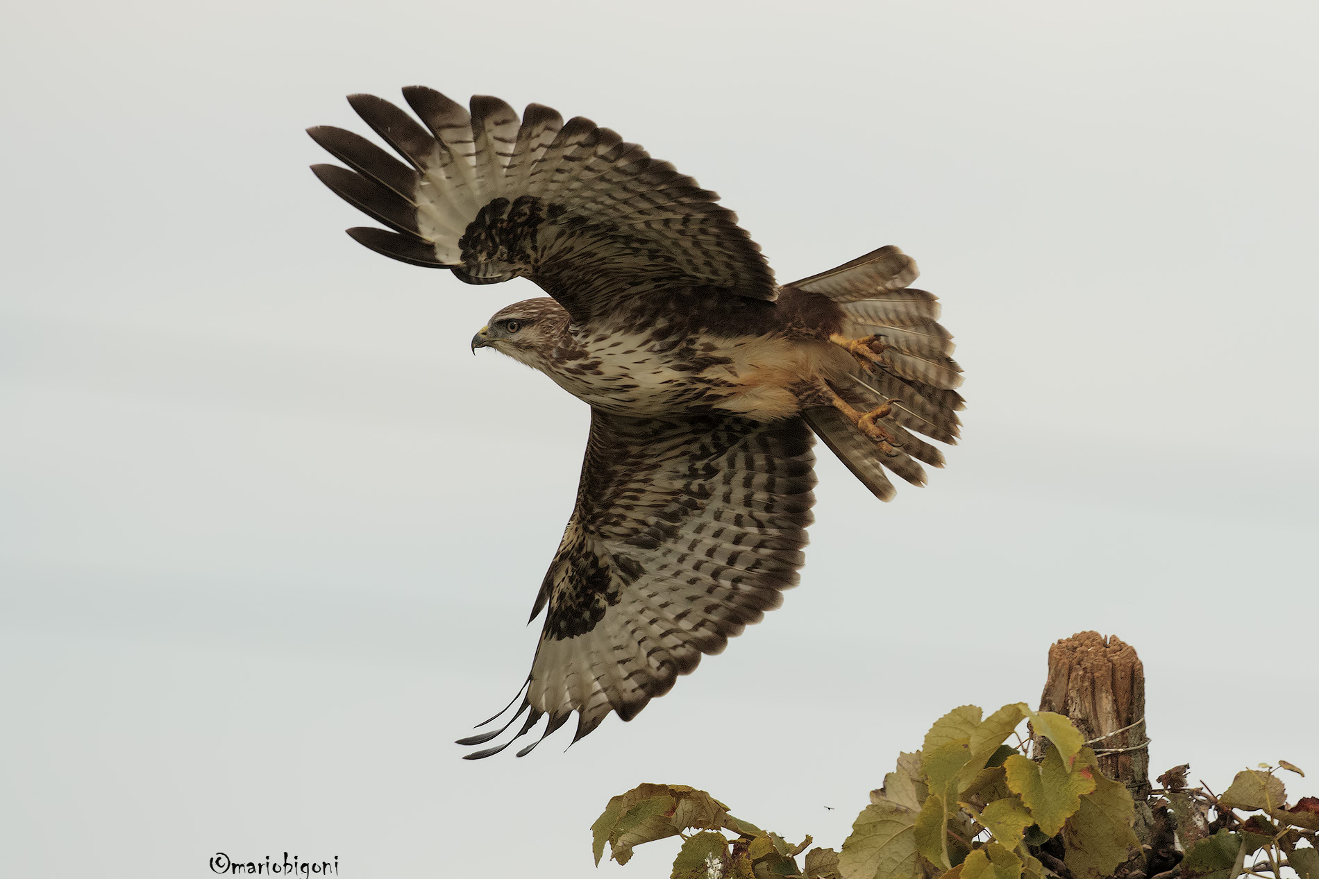 buzzard in flight