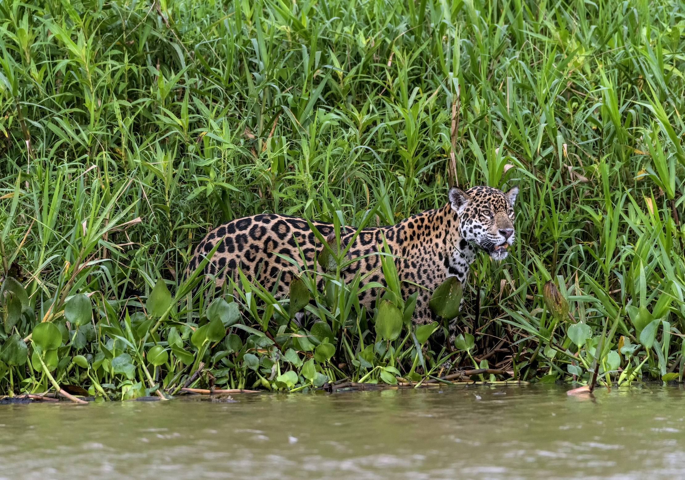 Pantanal 2015 - Jaguar