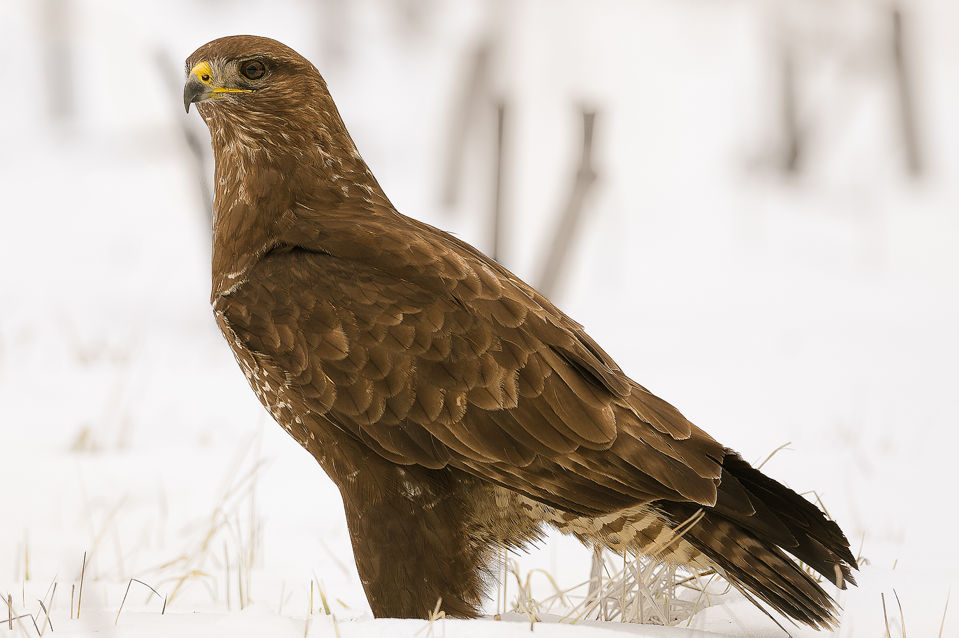 Buzzard on the snow. I