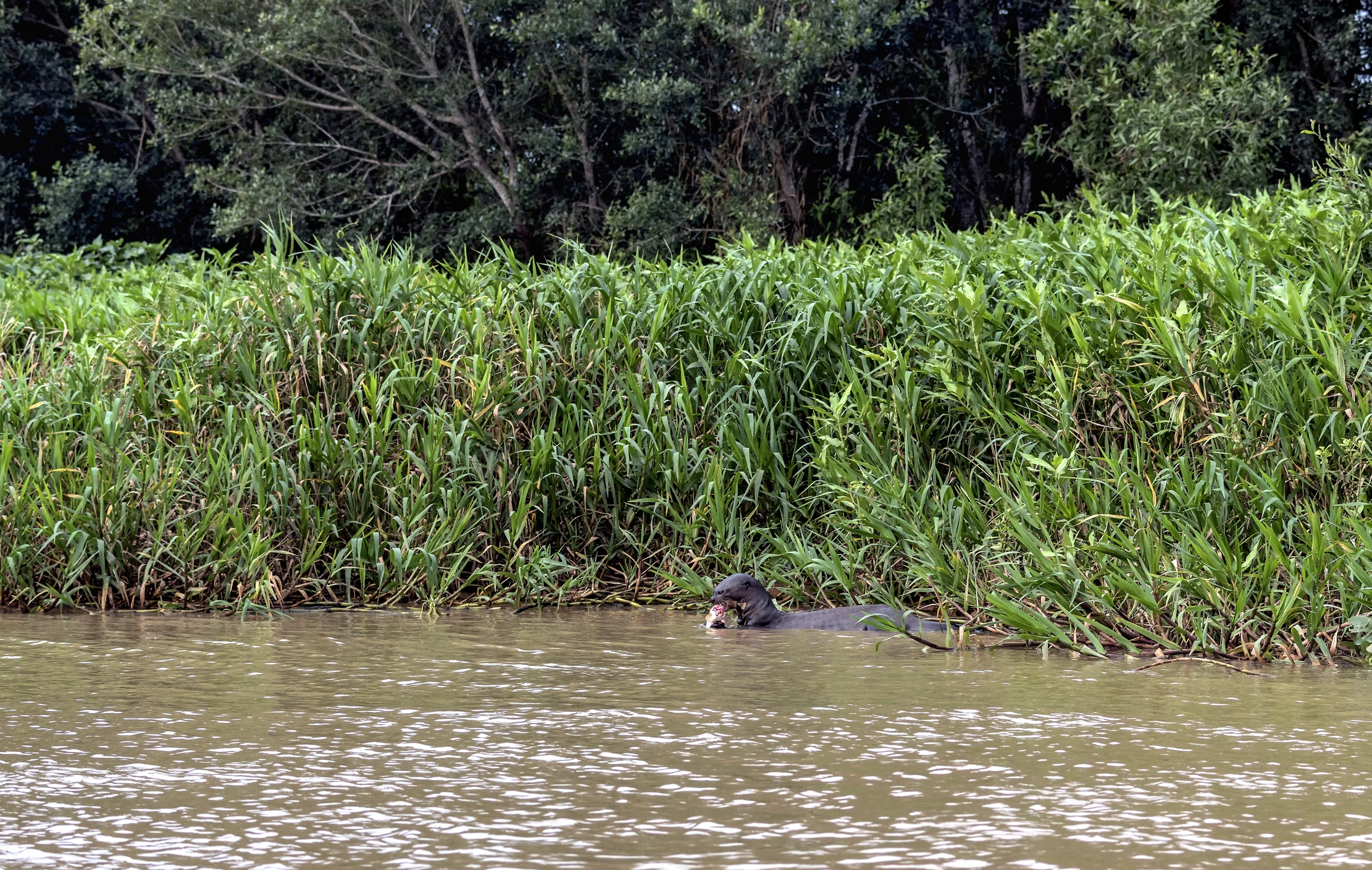 Pantanal 2015 - Lontra gigante nel suo ambiente