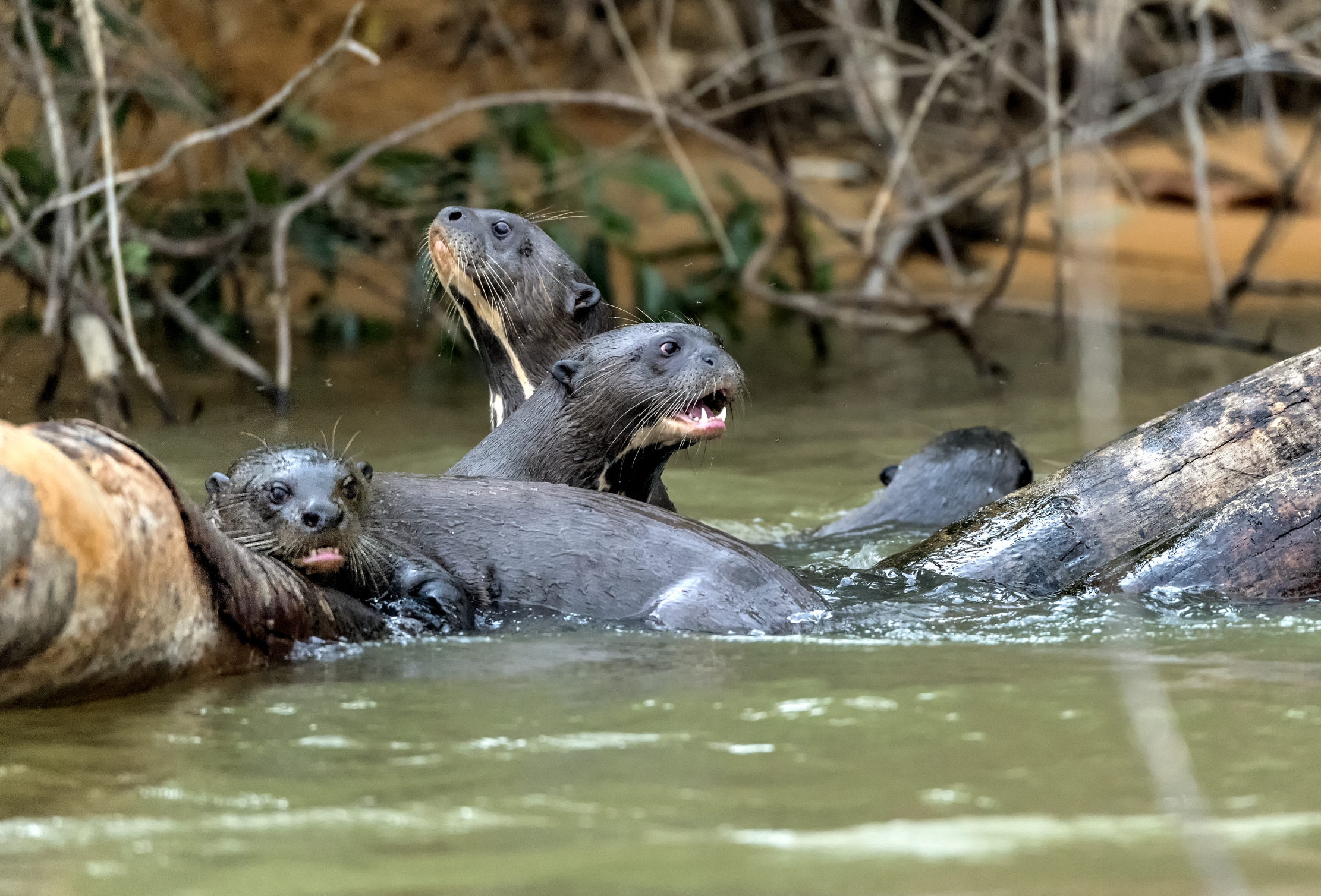 Pantanal 2015 - Lontre giganti