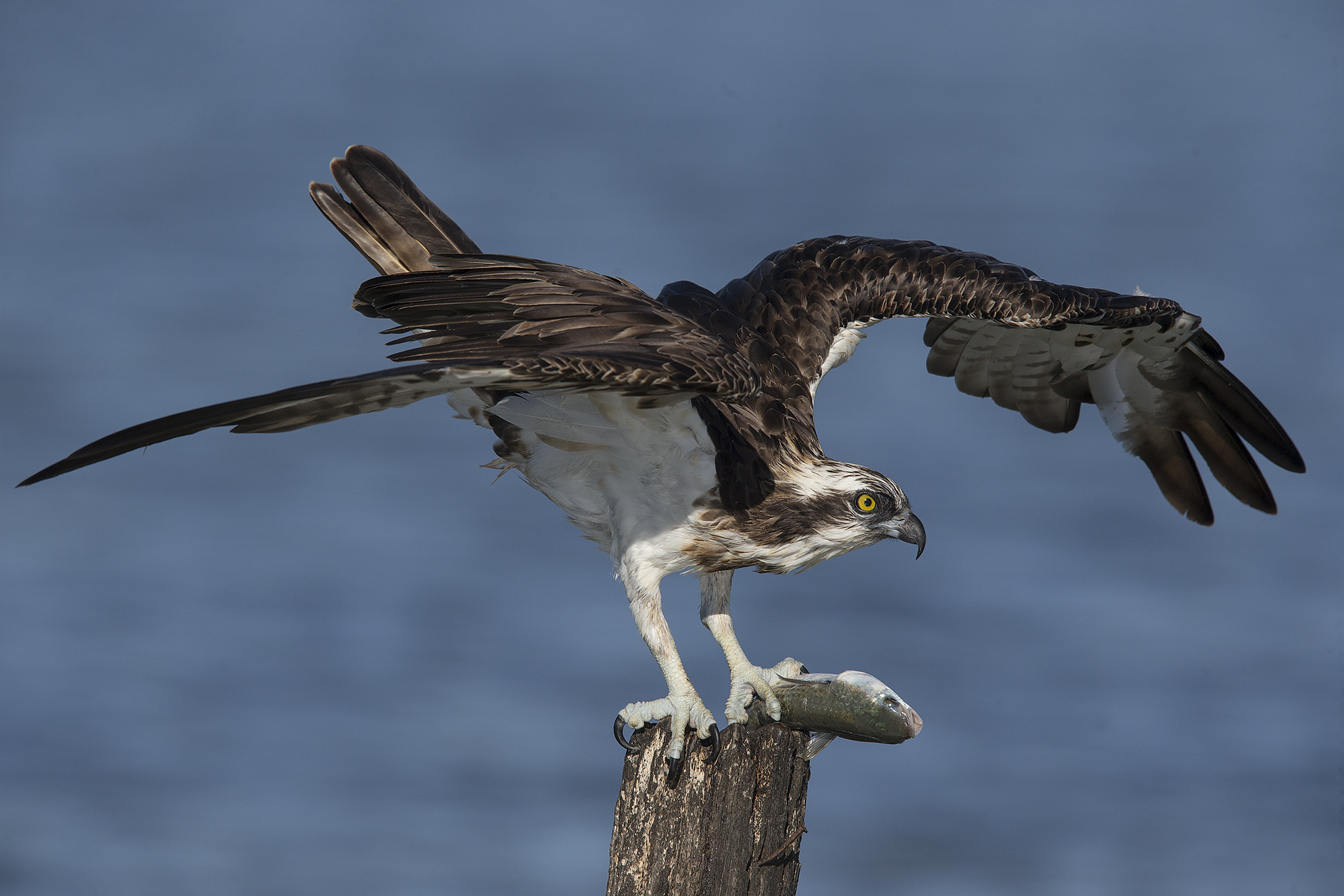 Osprey with freshly caught mullet