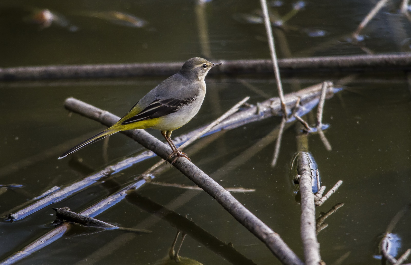 Wagtail