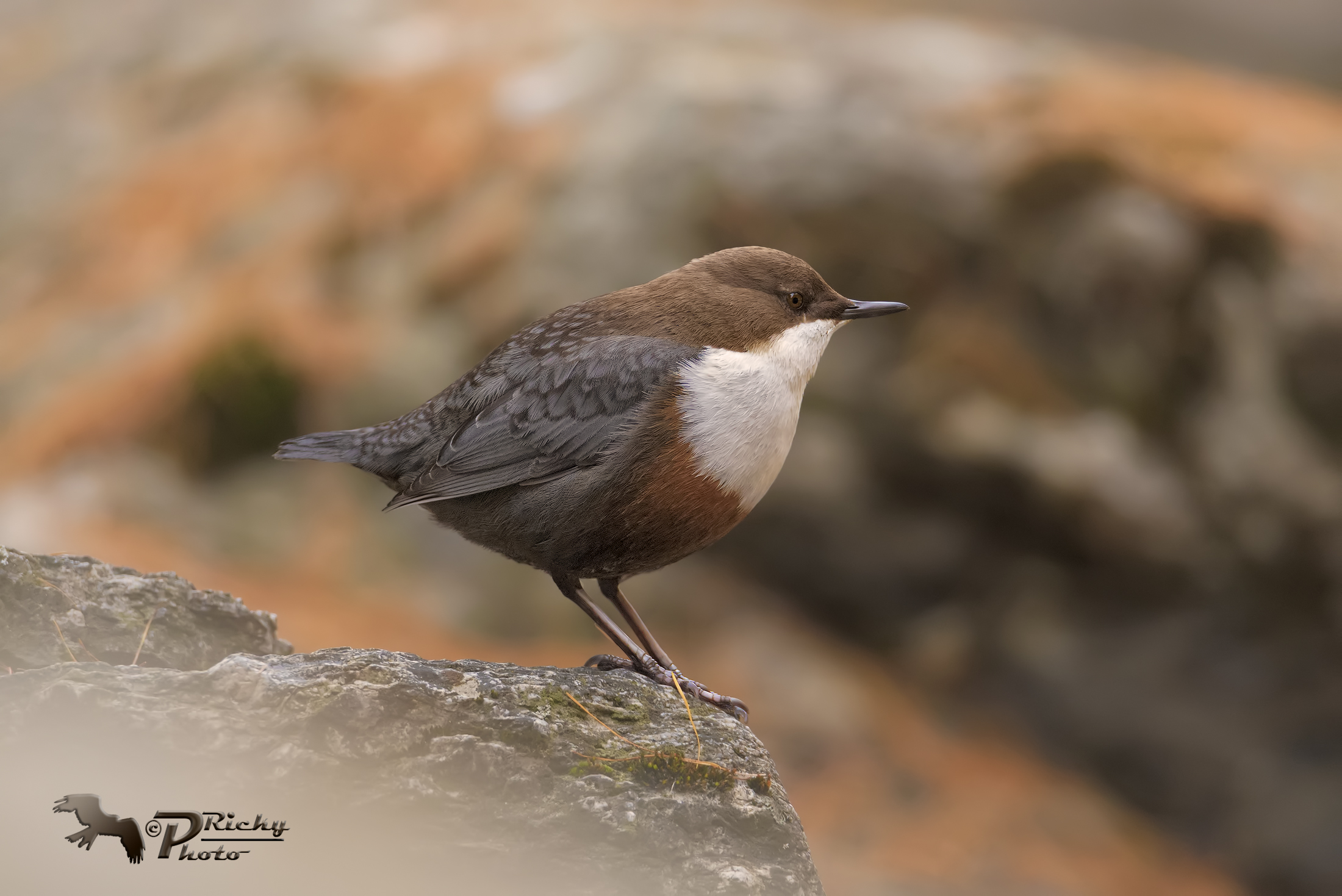 Dipper