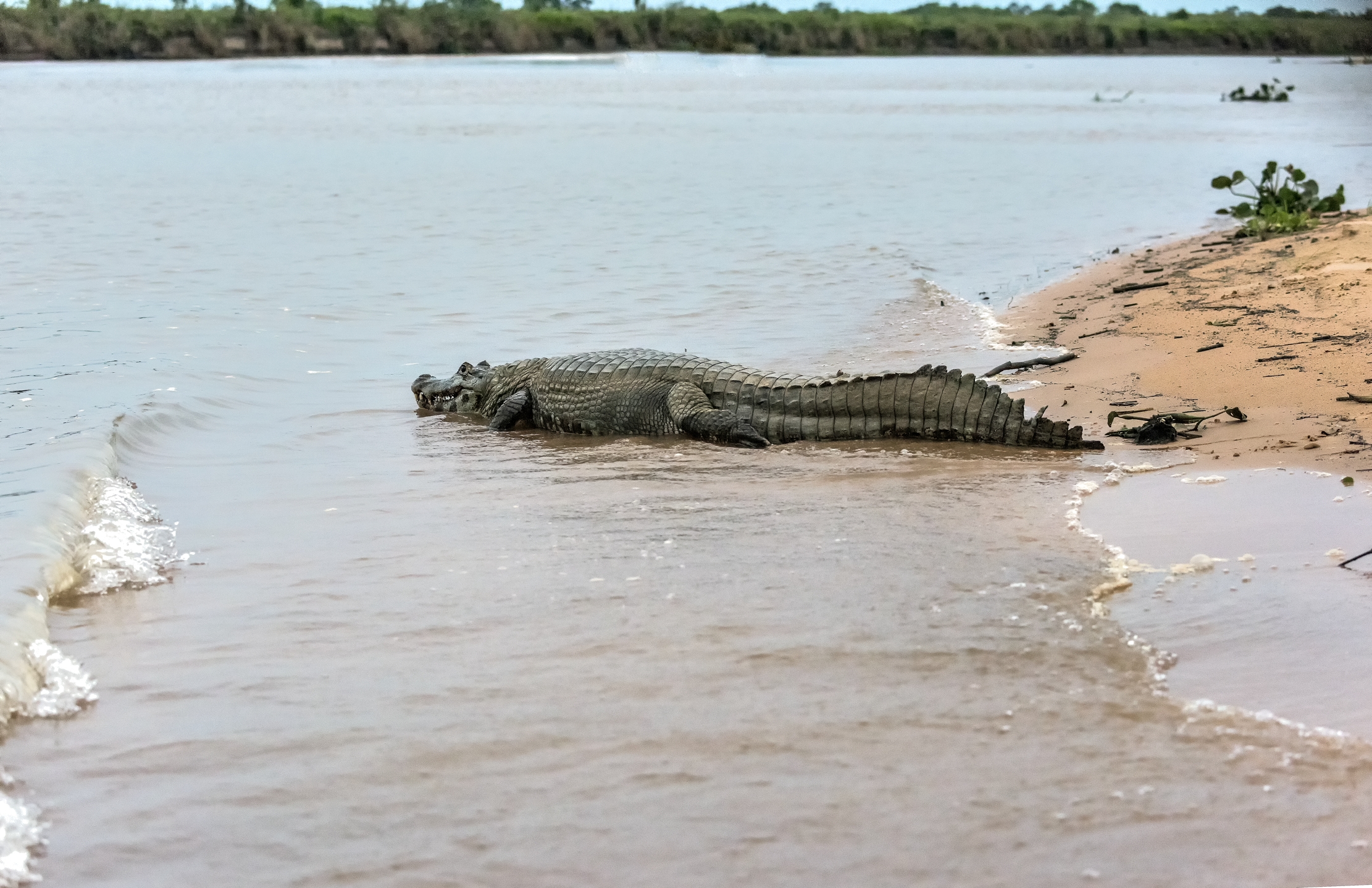 Pantanal 2015 - Caiman