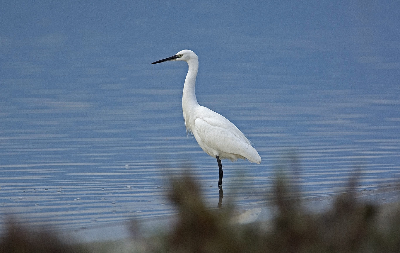 egret