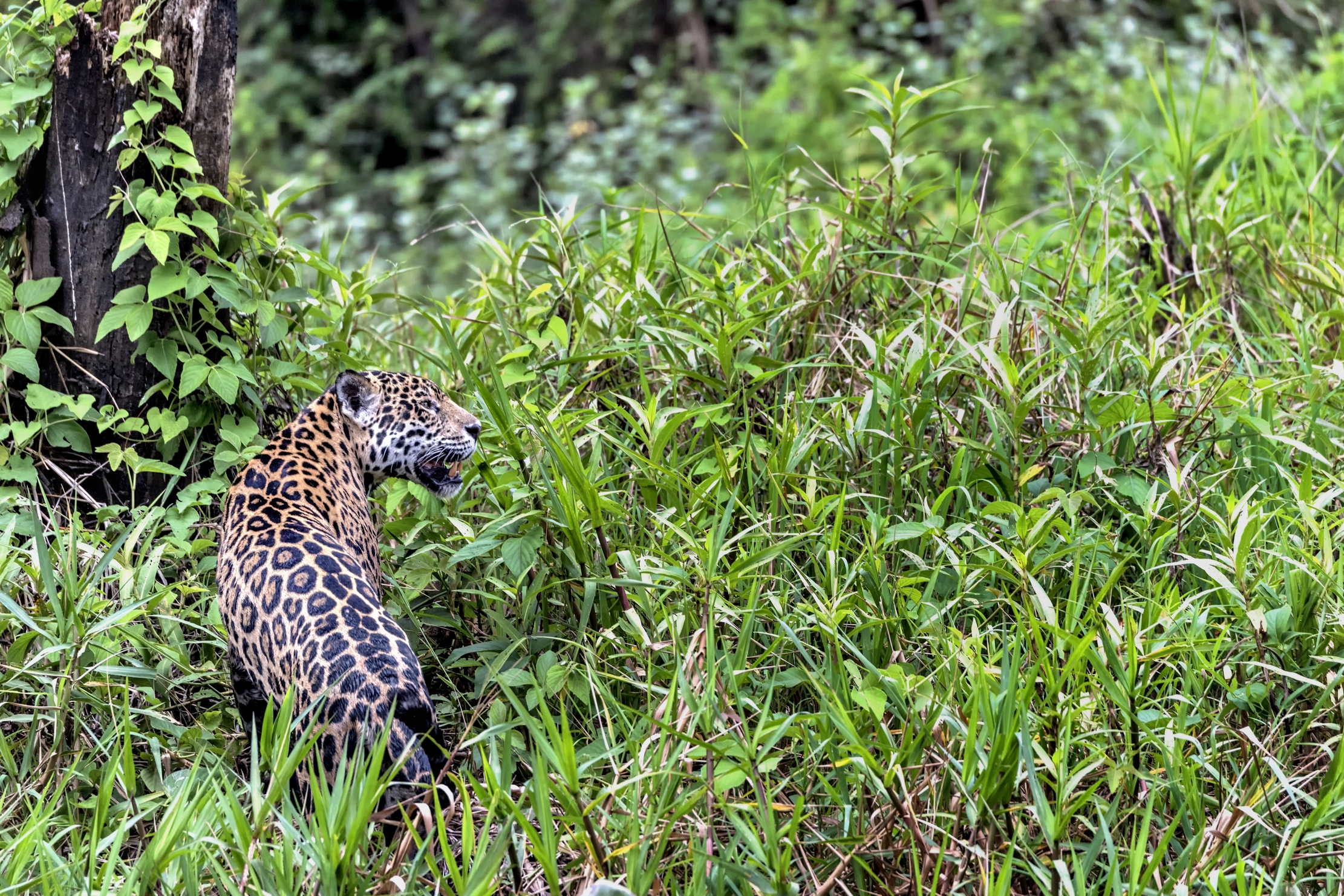 Pantanal 2015 - Jaguar