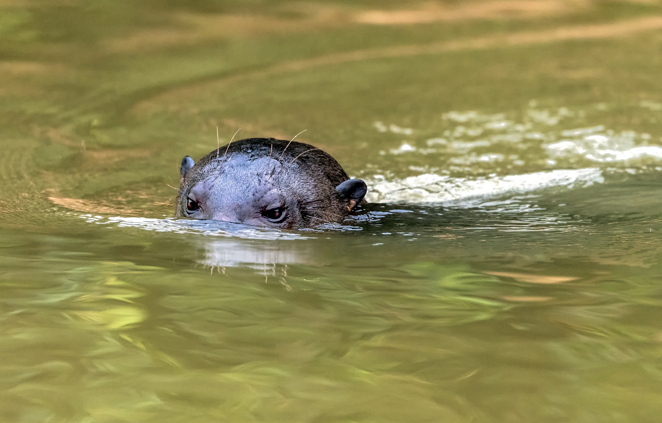 Pantanal 2015 - Lontra gigante