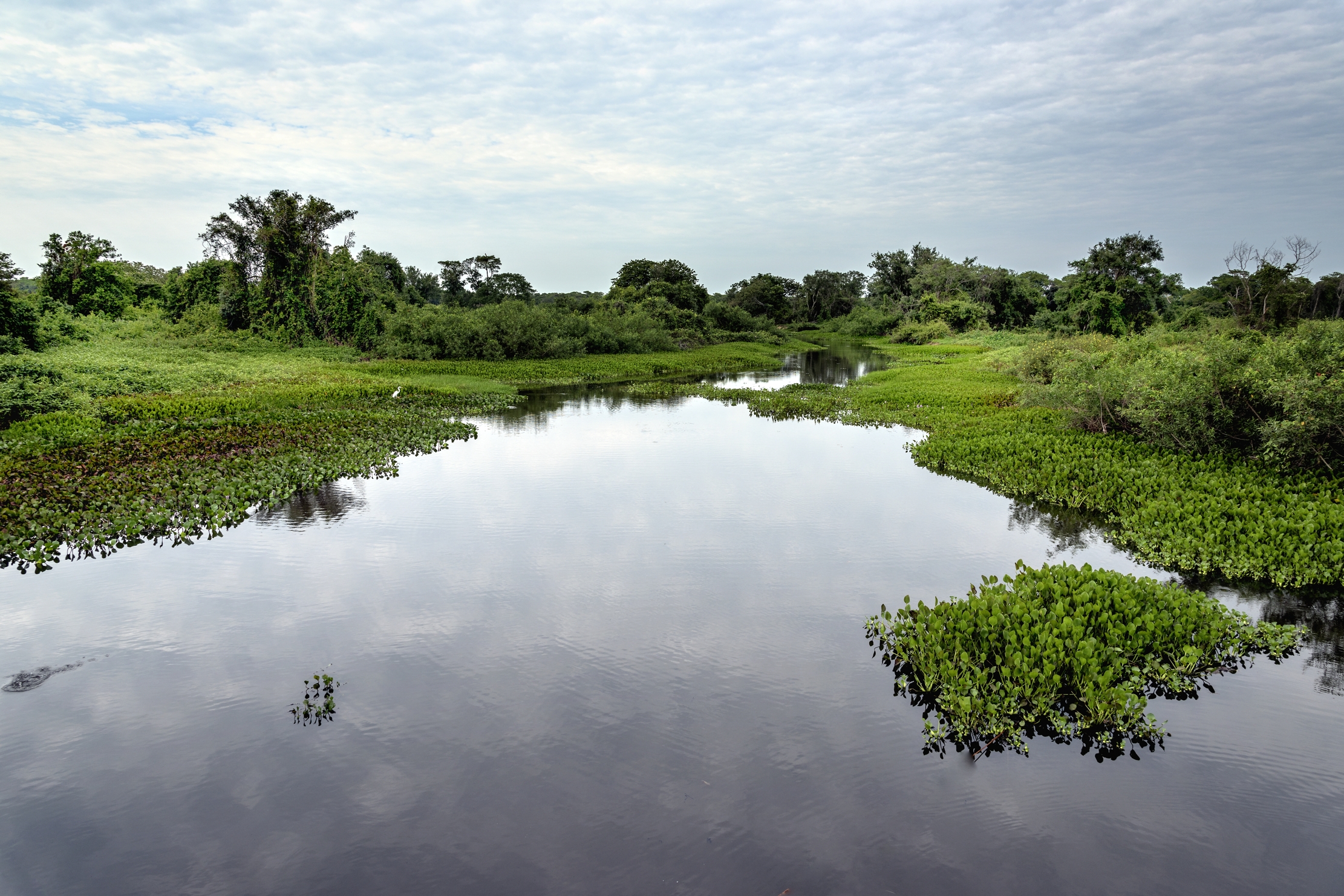 Pantanal 2015 -  Pantanao