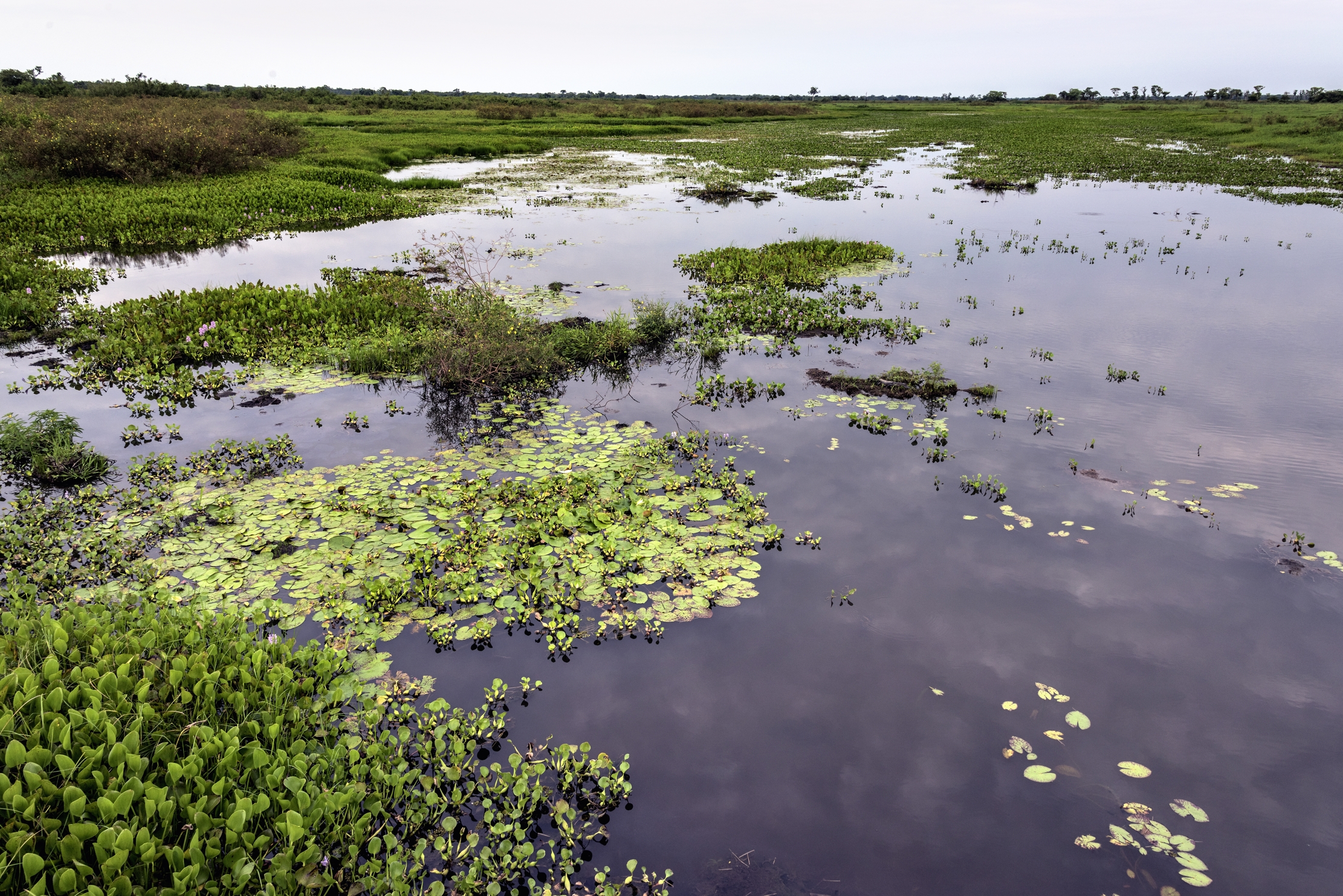 Pantanal 2015 -  Pantanao