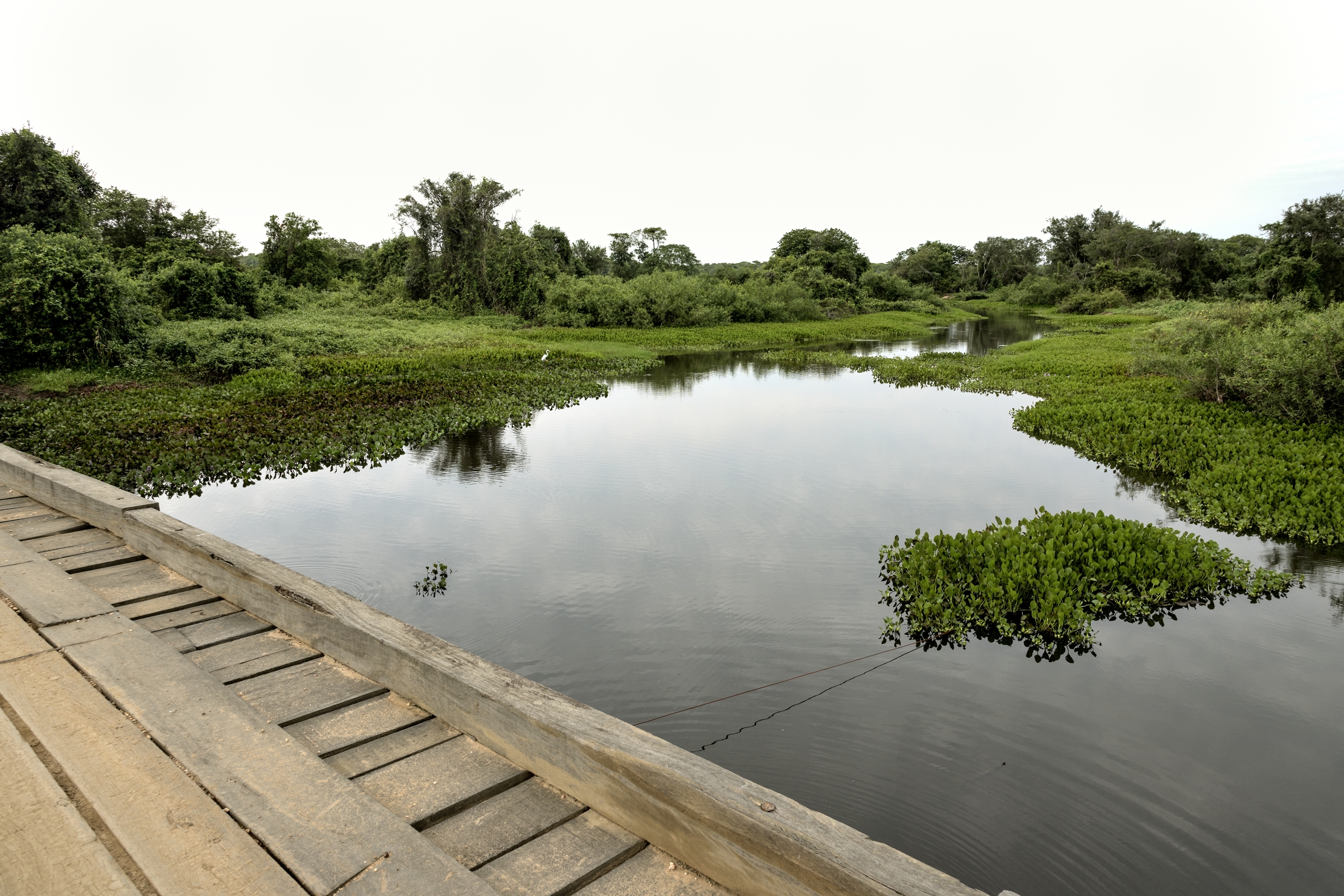 Pantanal 2015 -  Pantanao