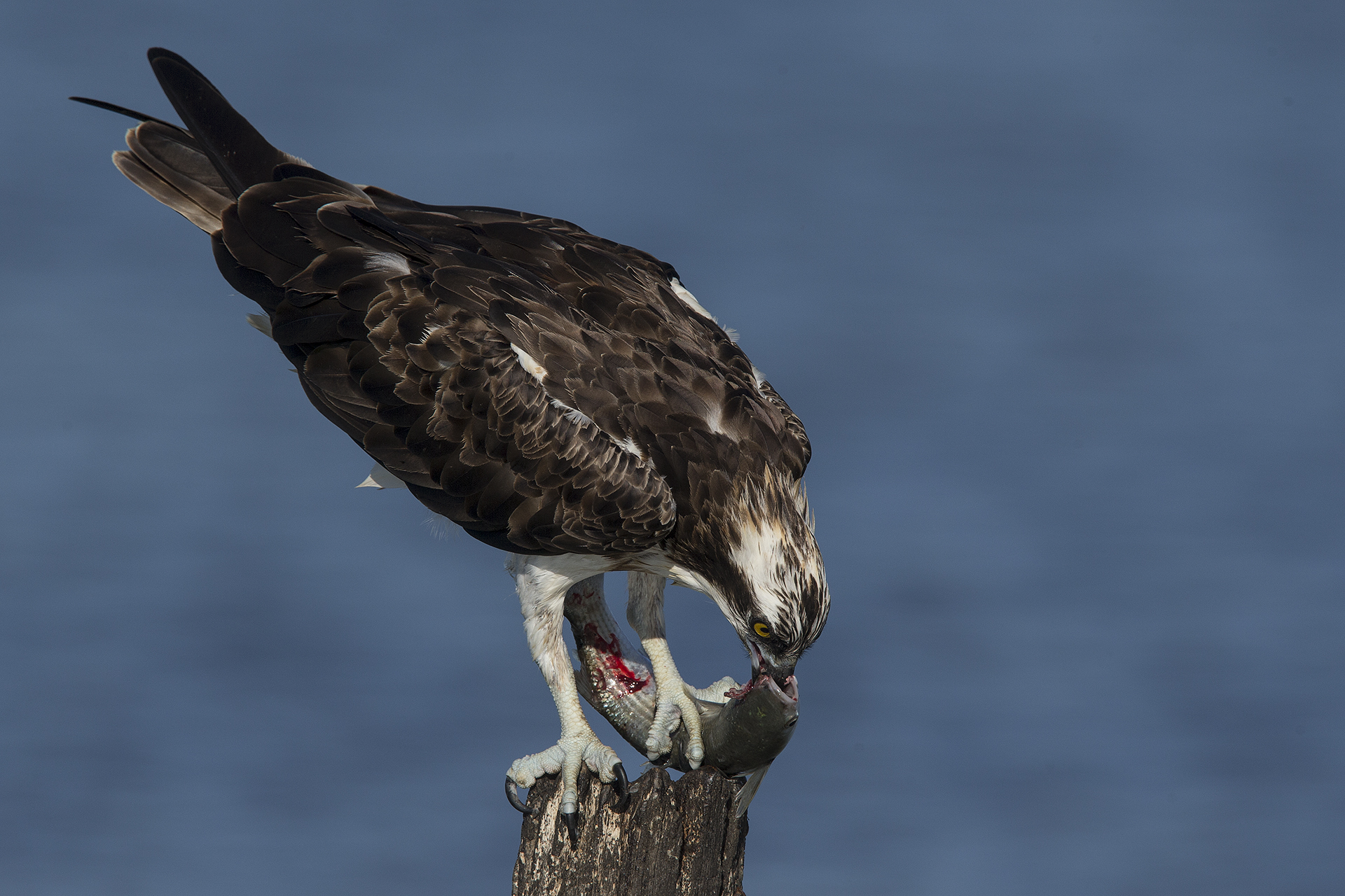 Il bacio della morte