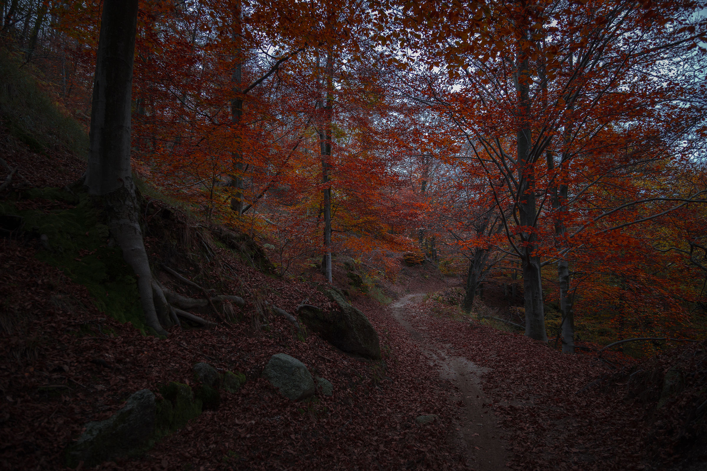 Autumn path