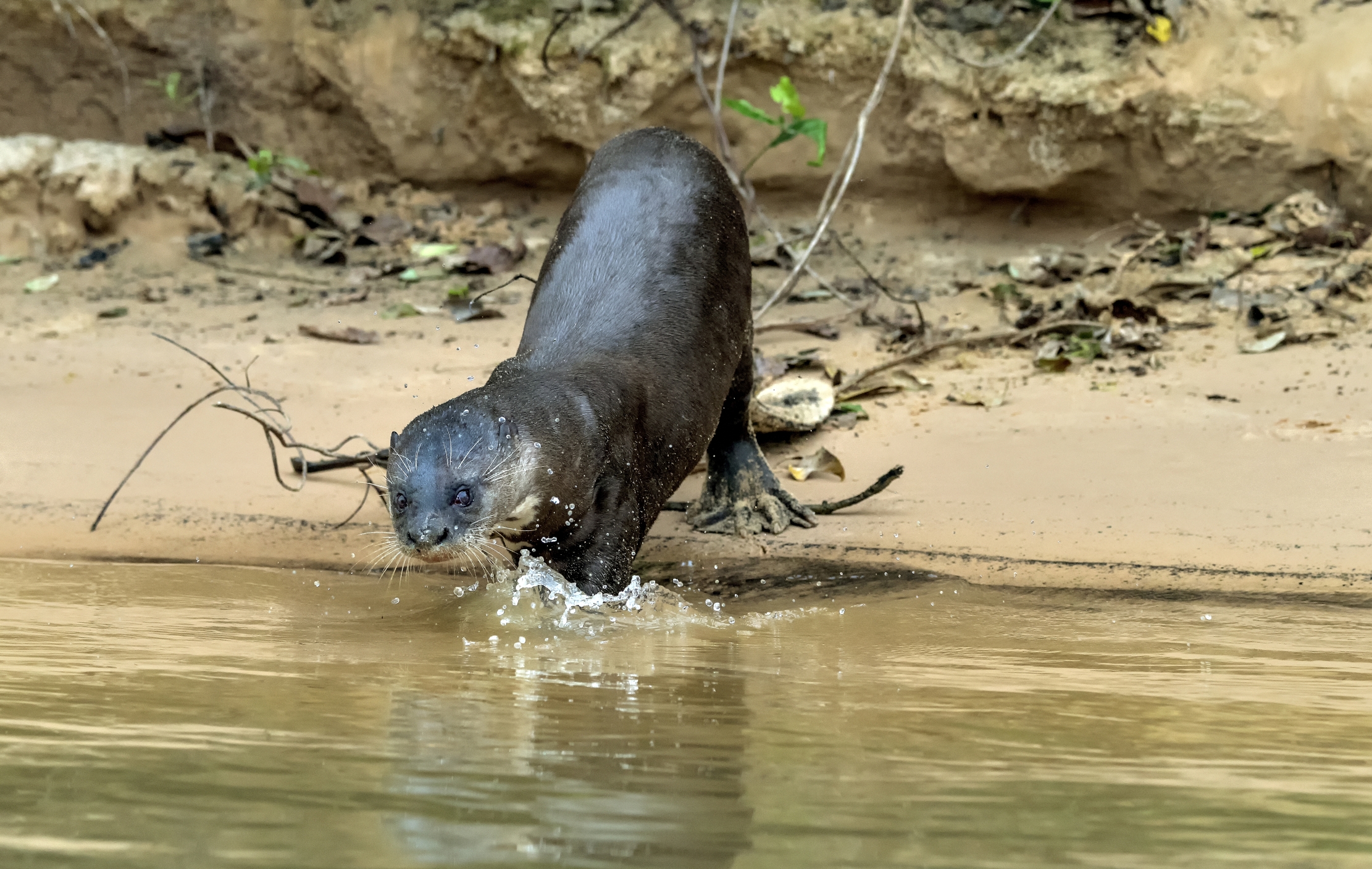 Pantanal 2015 - Lontra gigante