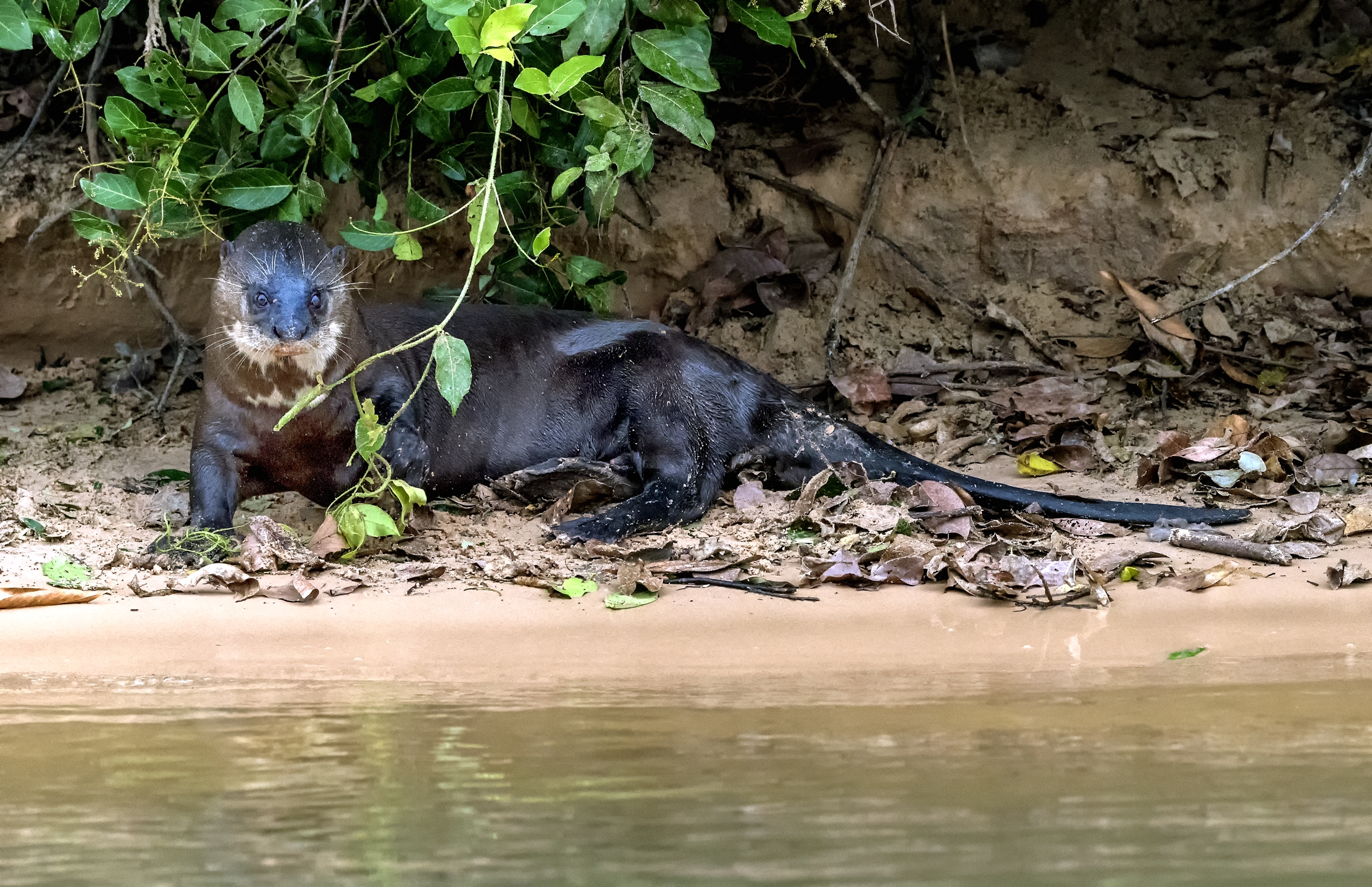 Pantanal 2015 - Lontra gigante