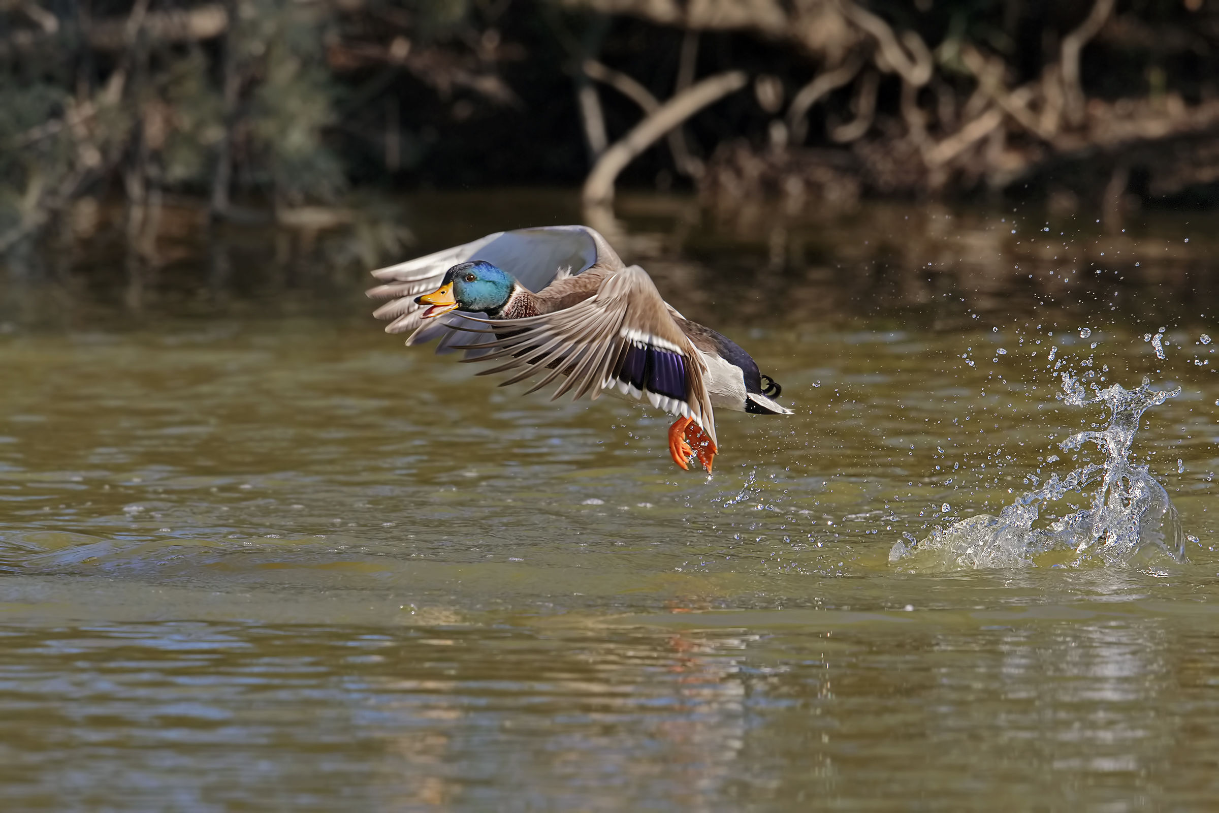 Germano ... terrified ..