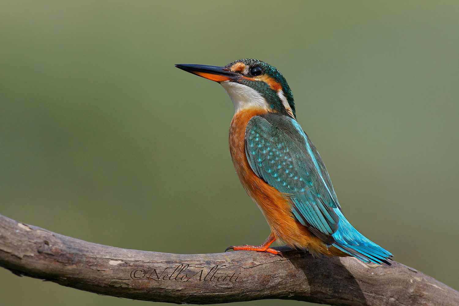 Martin Pescatore ottobre 2015 !