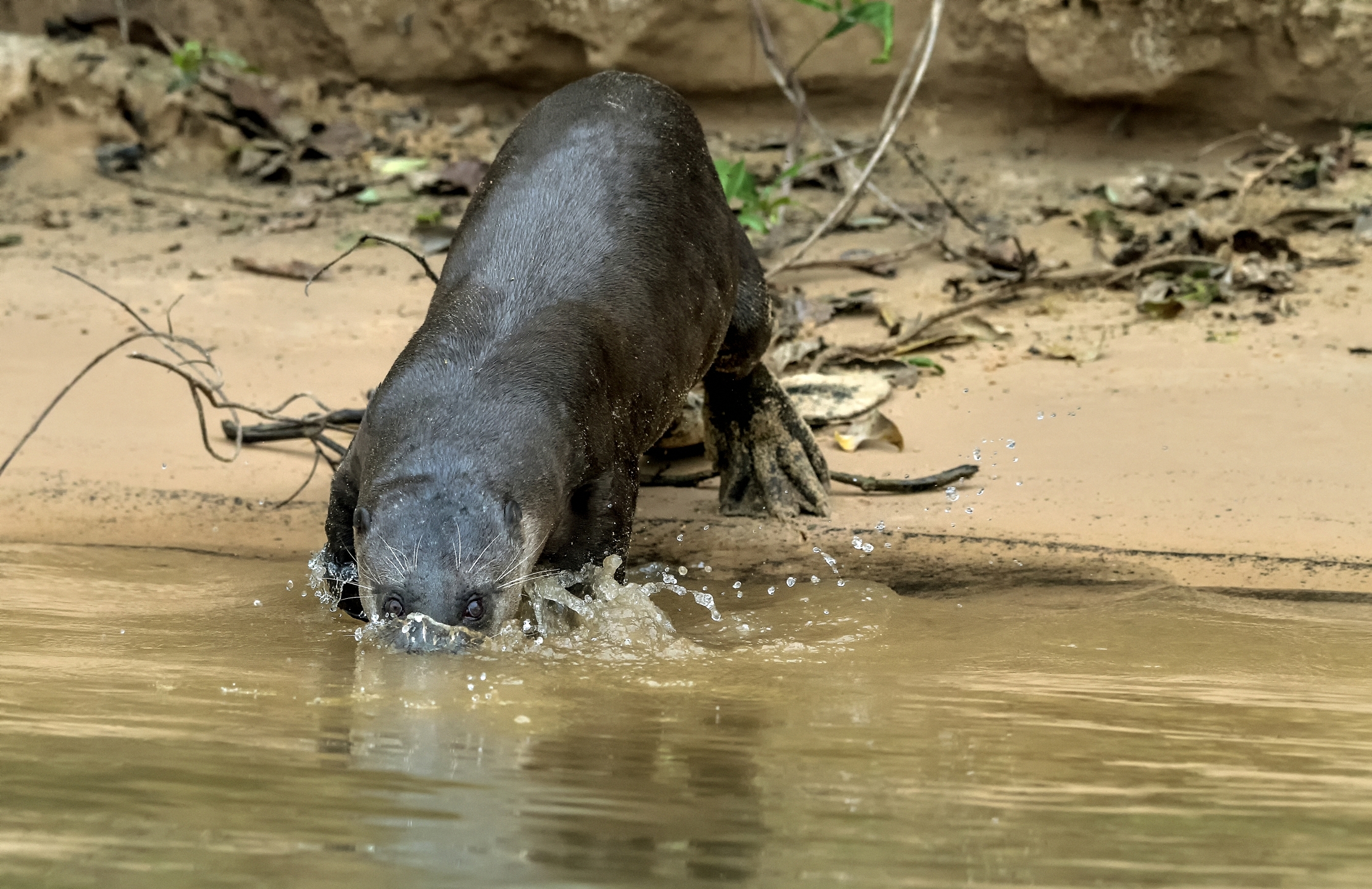 Pantanal 2015 - Lontra gigante