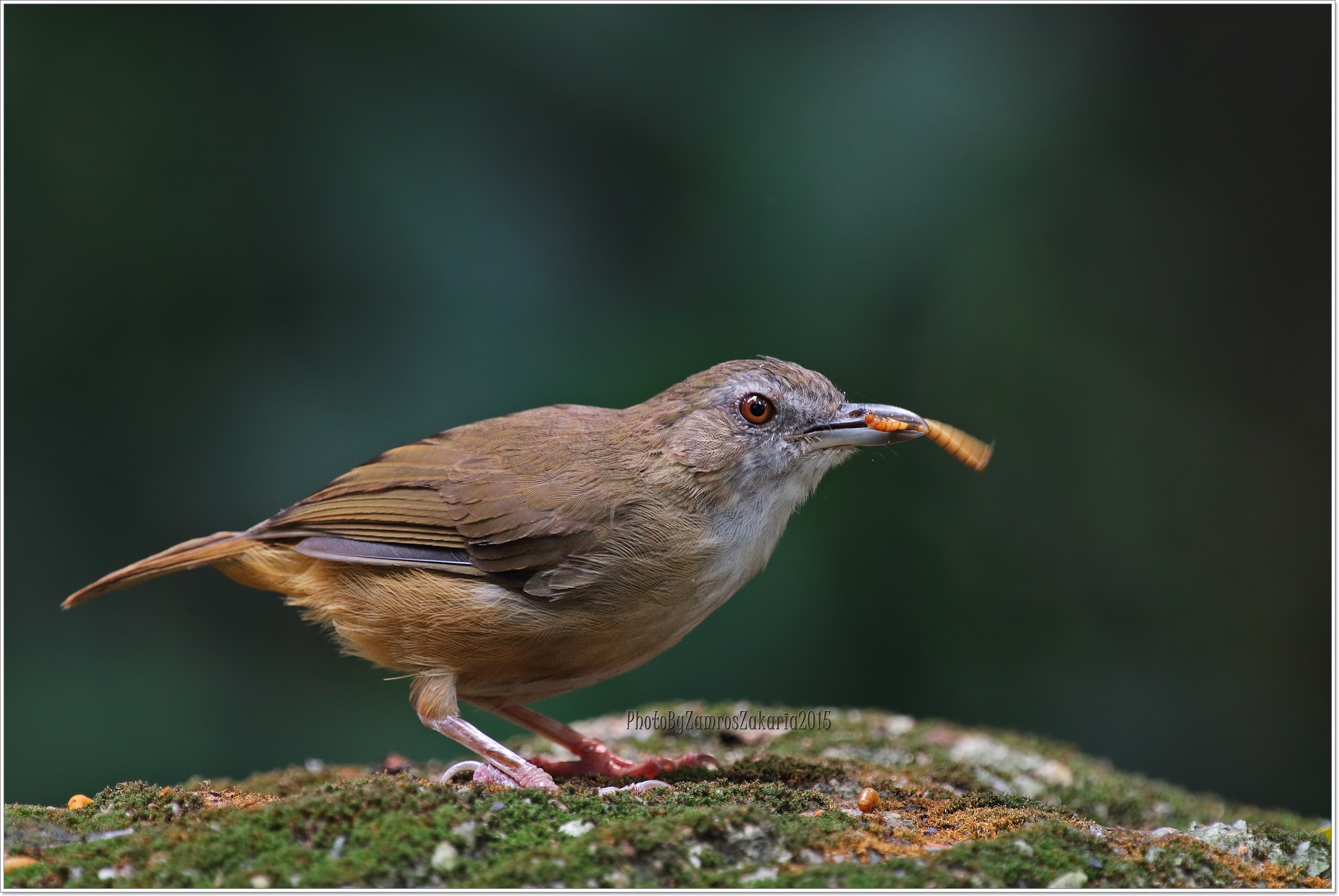 Abbott's Babbler