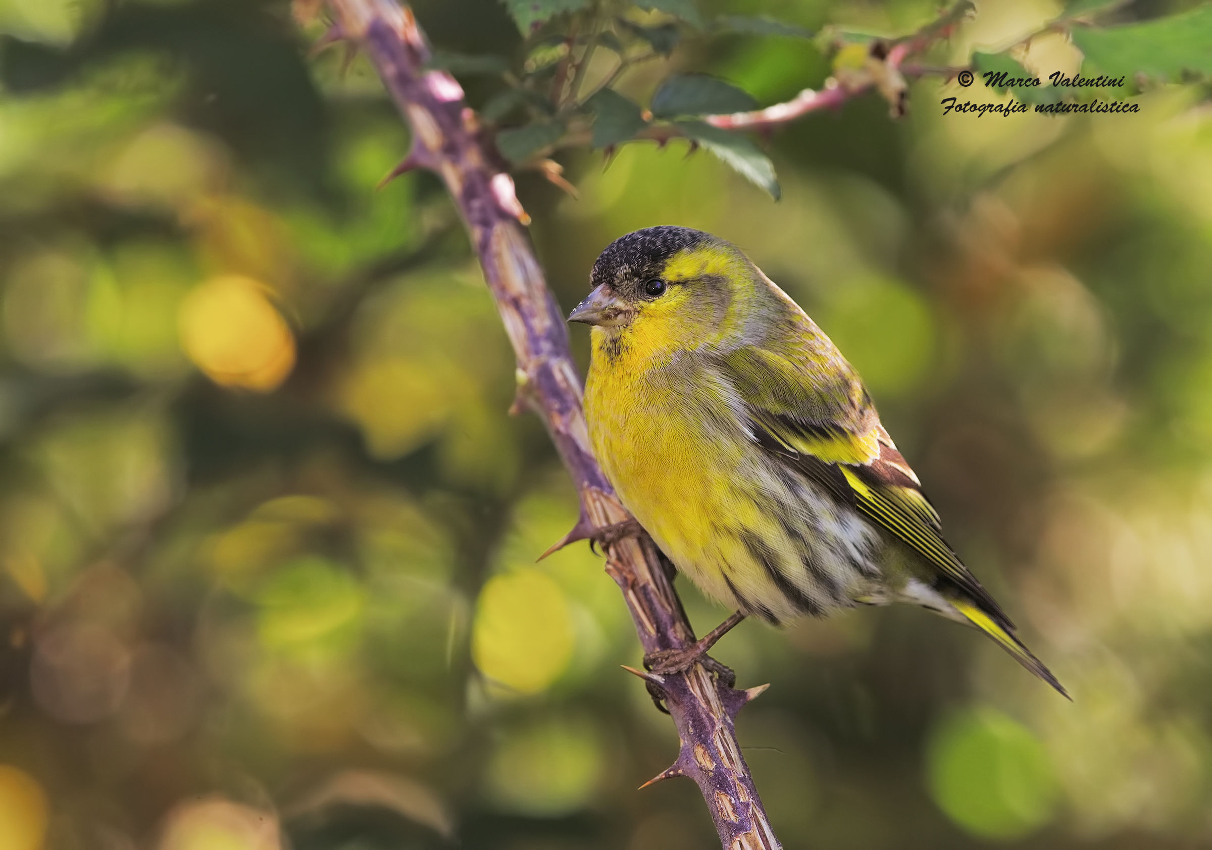 My first siskins