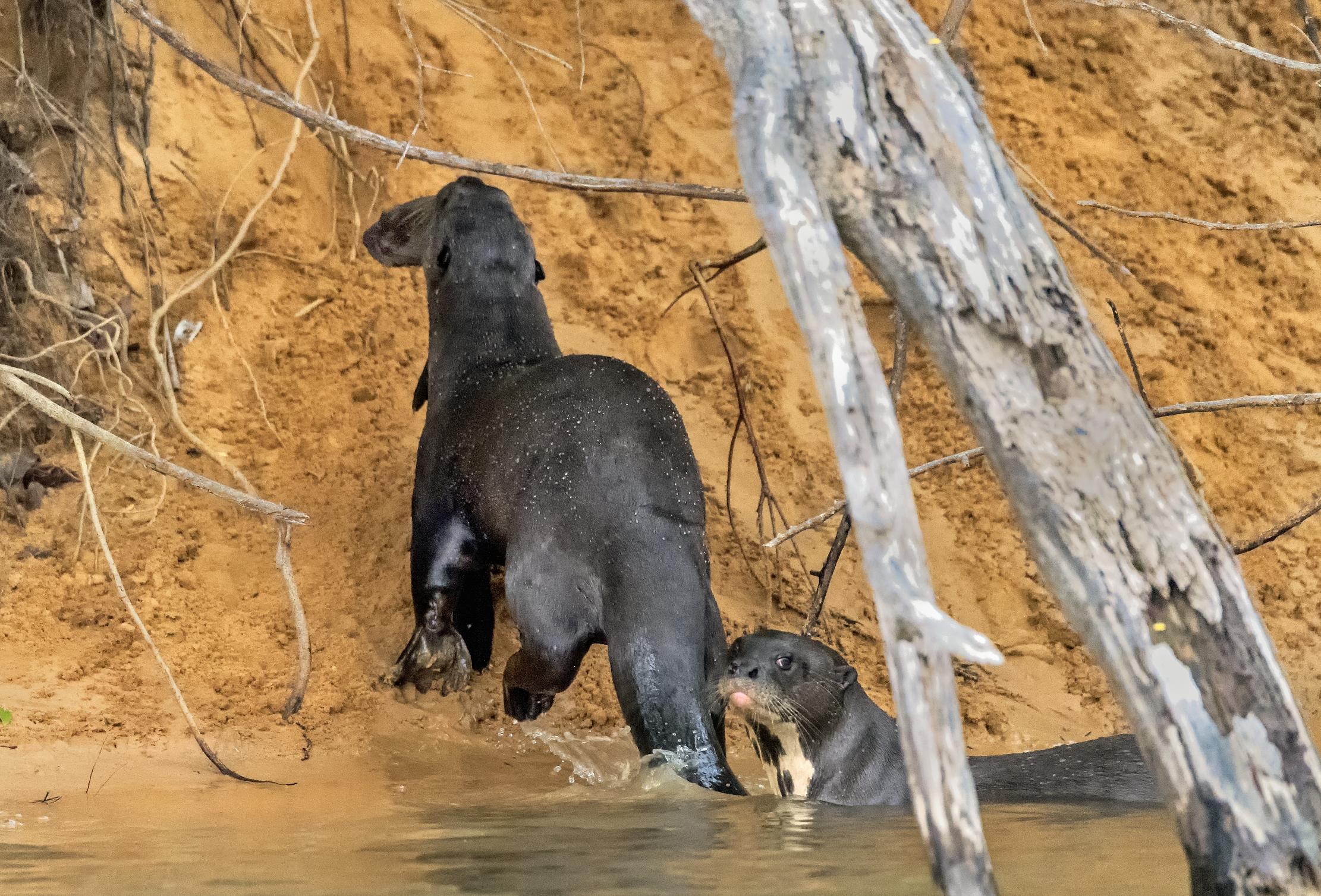 Pantanal 2015 - Lontra gigante con cucciolo