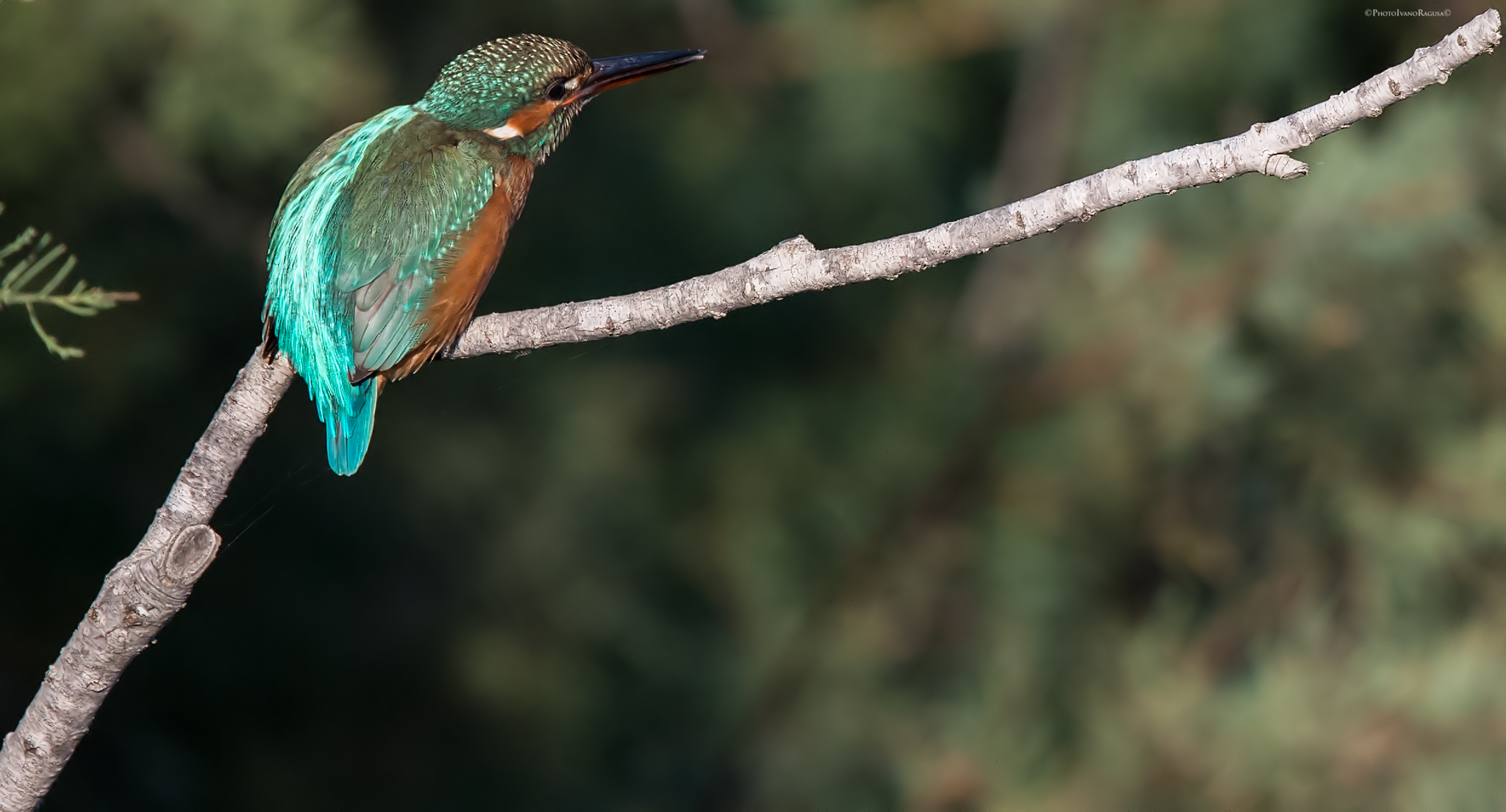 Kingfisher