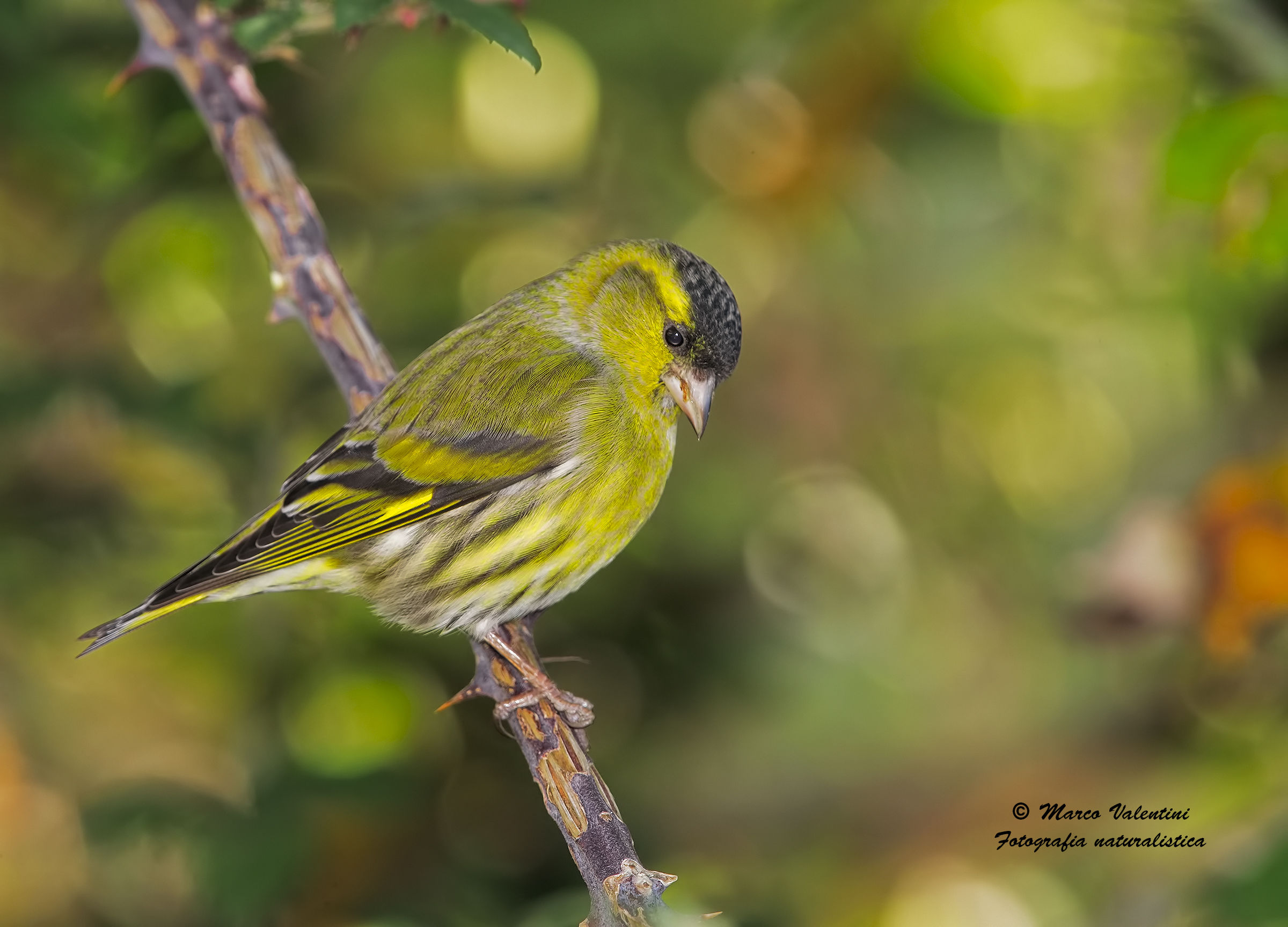 My first siskins - 3