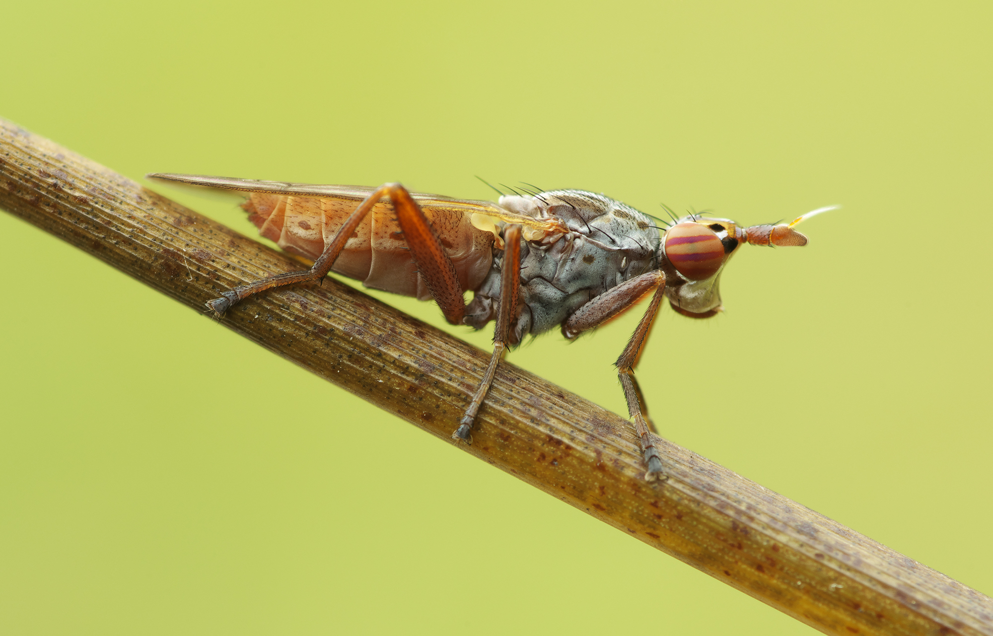 Euthycera zelleri (Sciomyzidae)