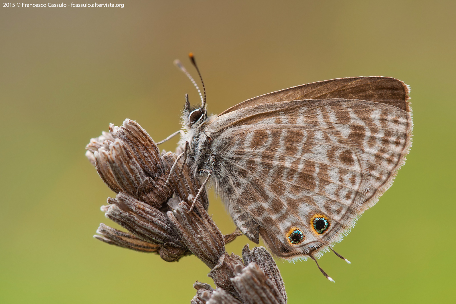 Leptotes pirithous (Linnaeus, 1767)